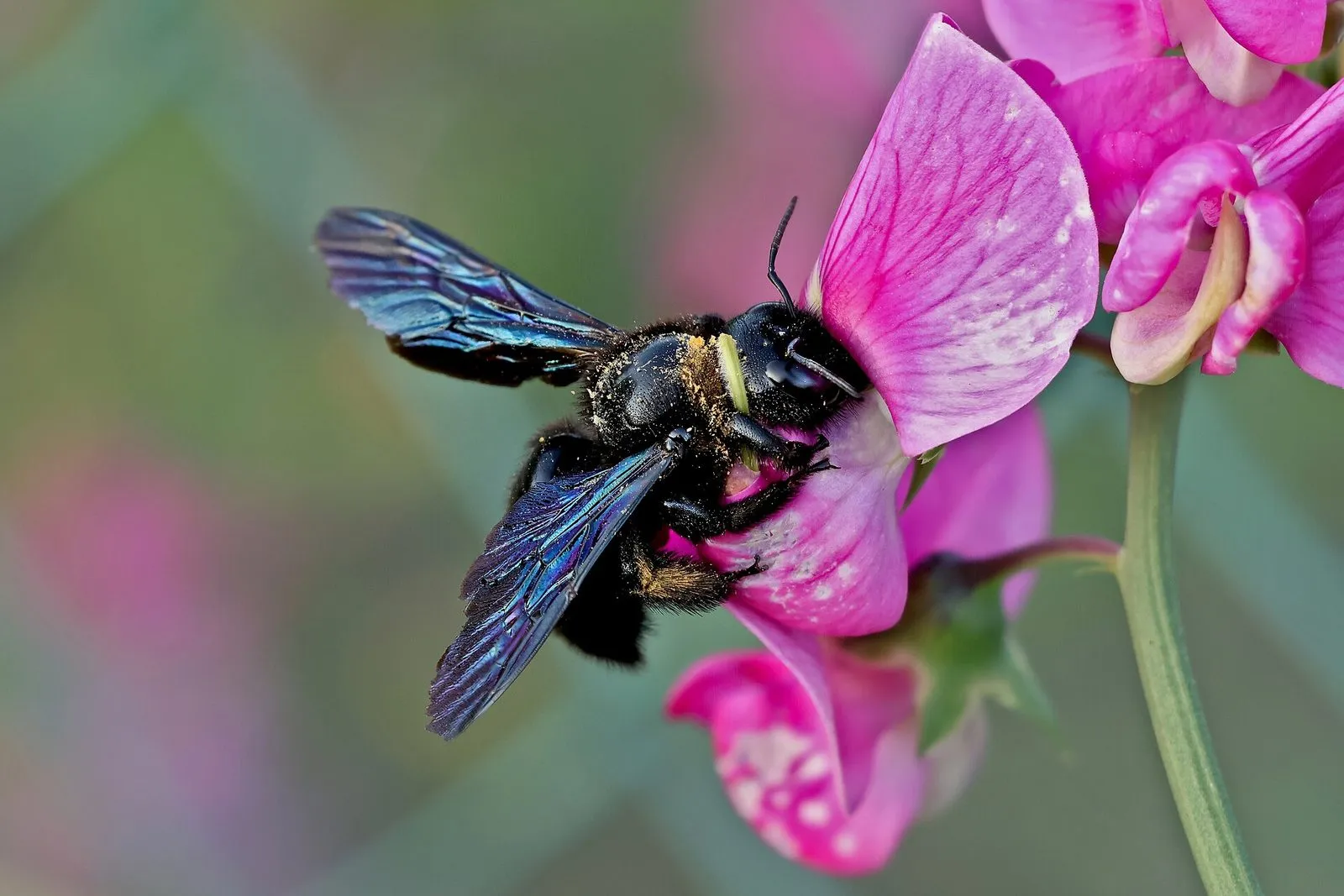 Abeille charpentière accrochée à une fleur de pois de senteur, ailes déployées aux reflets bleu violet