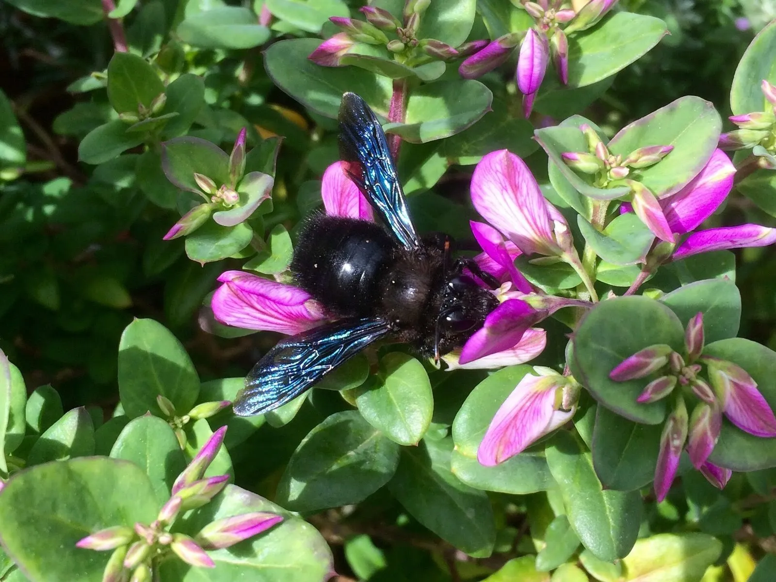 Abeille charpentière sur des fleurs roses : grosse abeille entièrement noire, aux ailes sombres à reflets bleu violet
