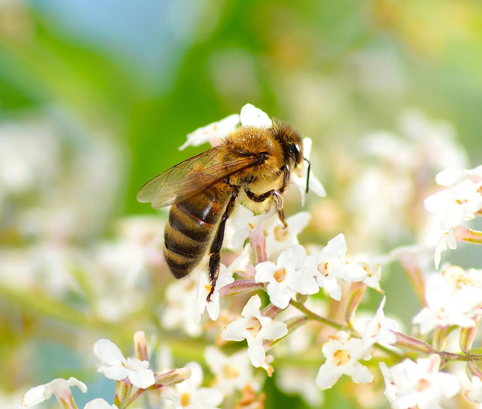 Abeille domestique butinant des fleurs blanches : corps brun doré et poilu, abdomen rayé brun et noir, pelotes de pollen sur les pattes