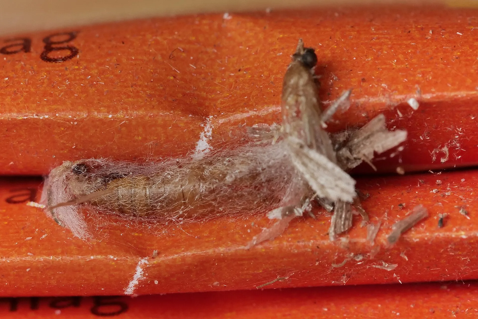 Chrysalide brune de mite alimentaire dans un cocon de fils blancs, coincée entre deux sachets orange de levure chimique