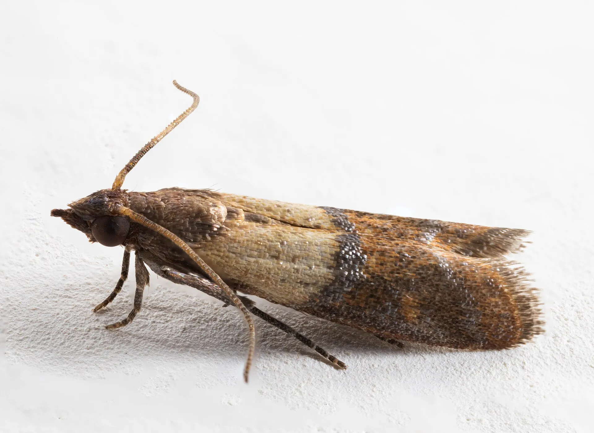 Pyrale des fruits secs vue de profil sur un mur blanc : petit papillon aux ailes repliées, crème près du corps et brun cuivré vers l'extrémité