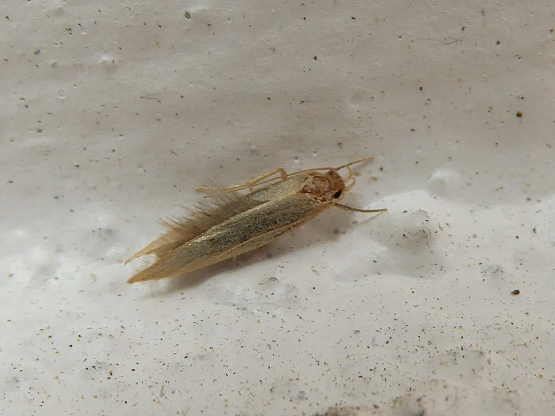 Teigne des vêtements posée sur un mur blanc : petit papillon étroit, doré clair, avec une frange de longs poils au bout des ailes