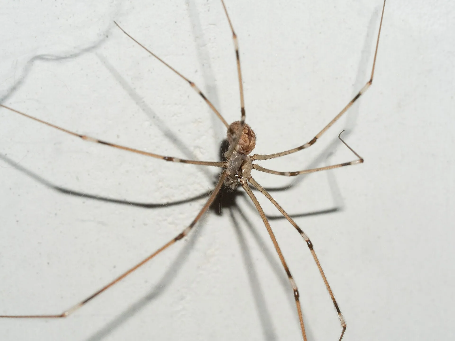 Pholque phalangiste sur un mur blanc : petit corps allongé et pattes très longues et fines