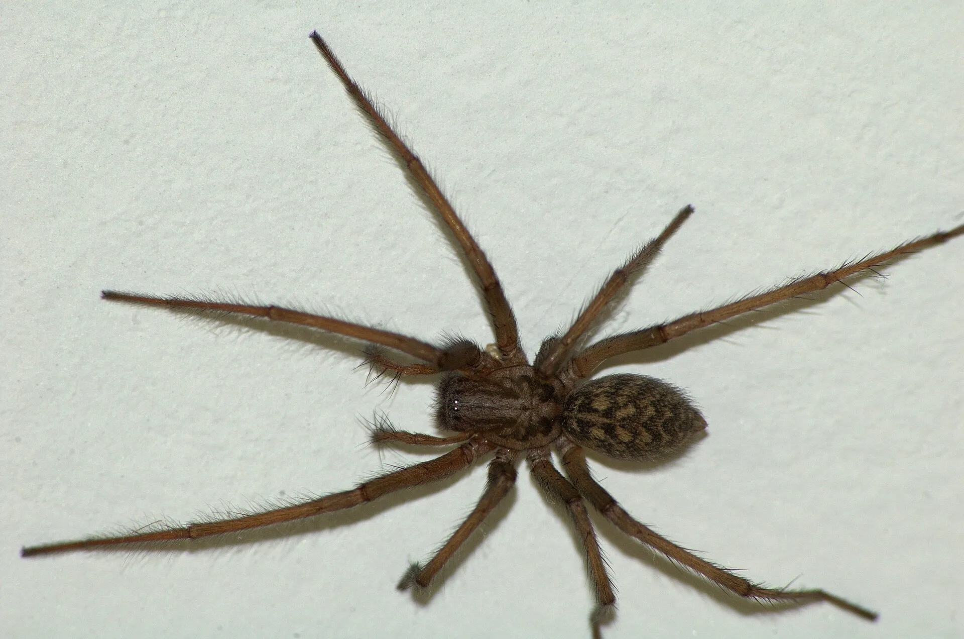 Tegenaria domestica vue de dessus sur un plafond clair : pattes annelées, abdomen tacheté