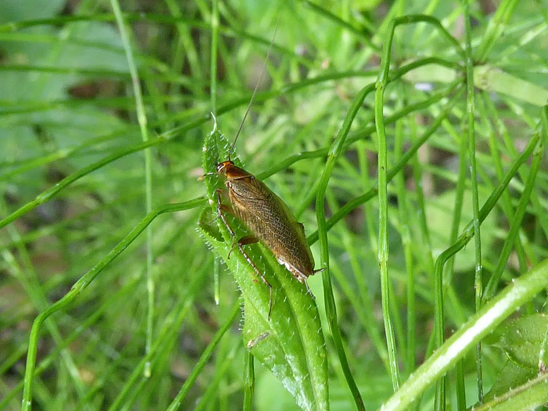 Blatte des bois posée sur des herbes, dans la végétation : petite blatte brune aux ailes couvrant tout l'abdomen