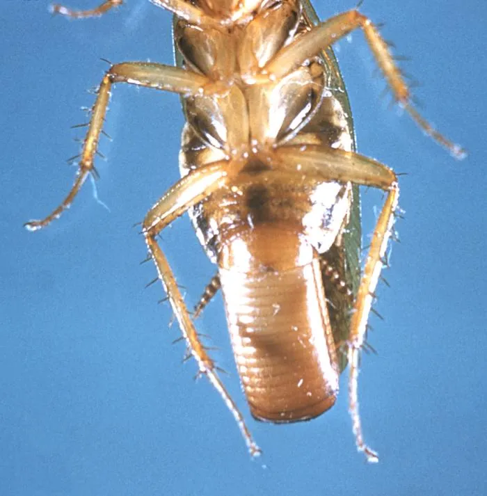 Femelle de blatte germanique vue de dessous, portant au bout de l'abdomen une capsule d'œufs brune et allongée