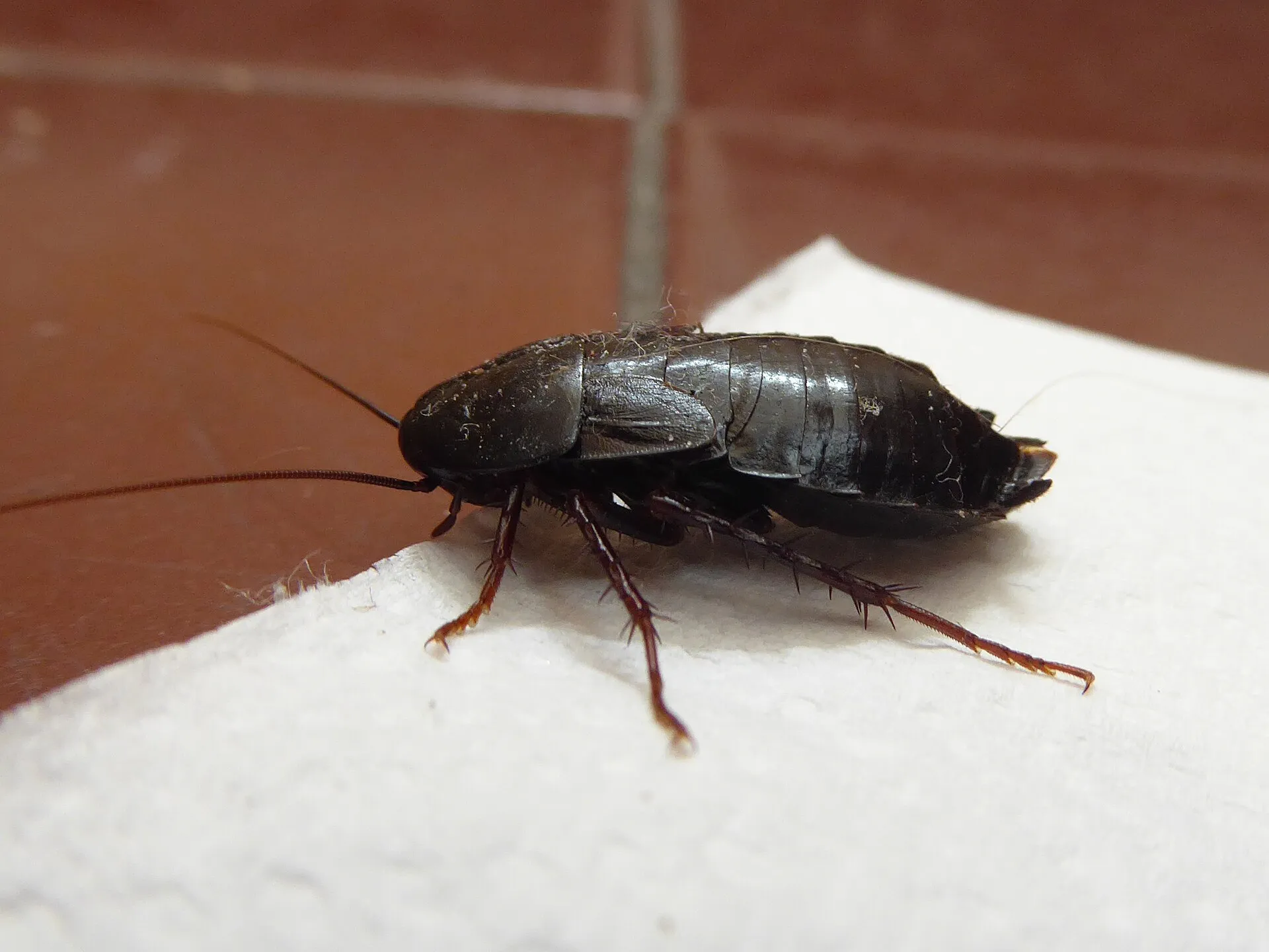 Blatte orientale femelle sur un carrelage : cafard brun très sombre, presque noir, au corps large et aux ailes très courtes