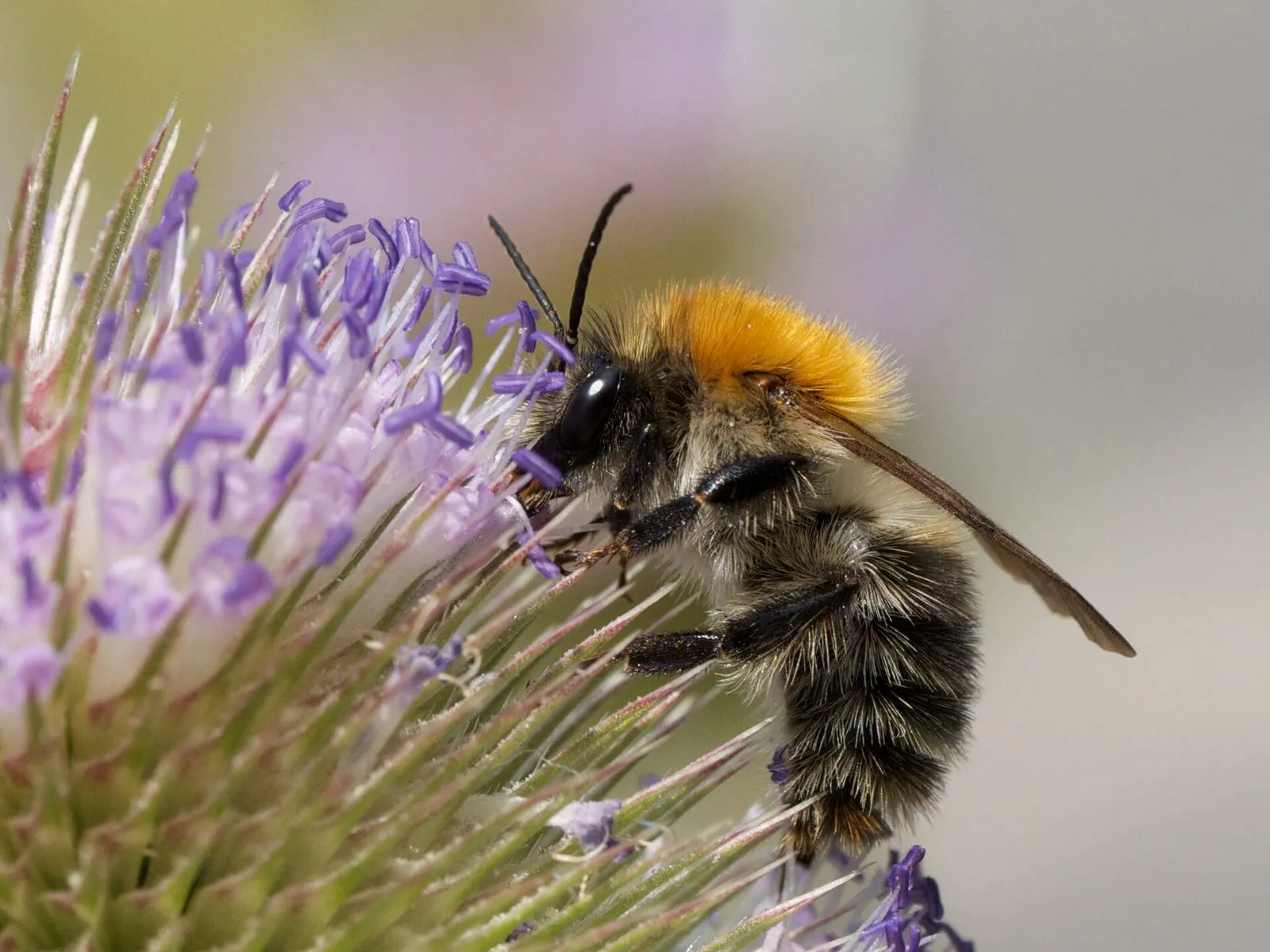 Bourdon des champs sur une fleur de cardère : thorax roux orangé, abdomen rayé de brun et de noir, très poilu
