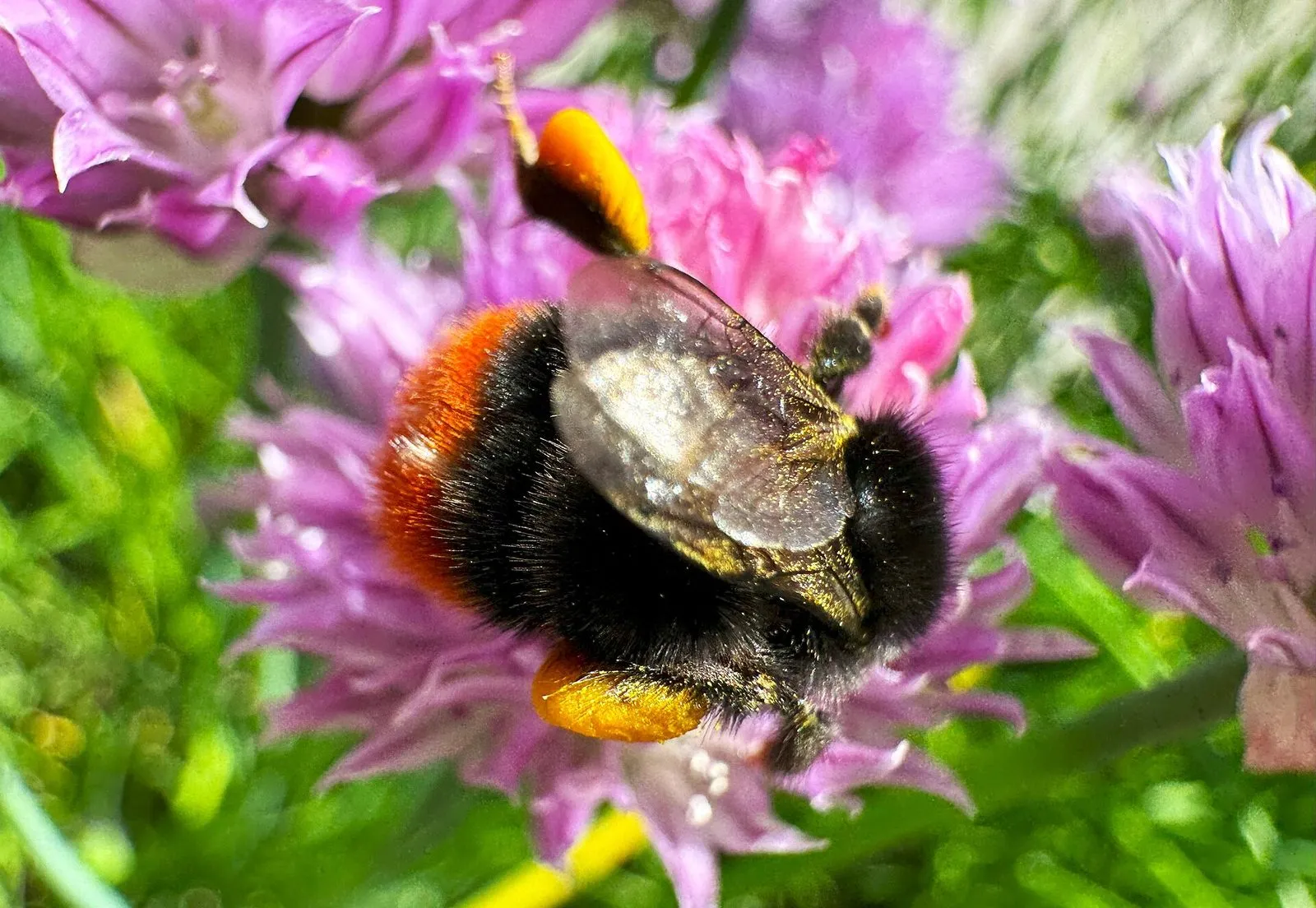 Bourdon des pierres butinant des fleurs de ciboulette : corps noir velouté et extrémité de l'abdomen rouge orangé, pelotes de pollen sur les pattes