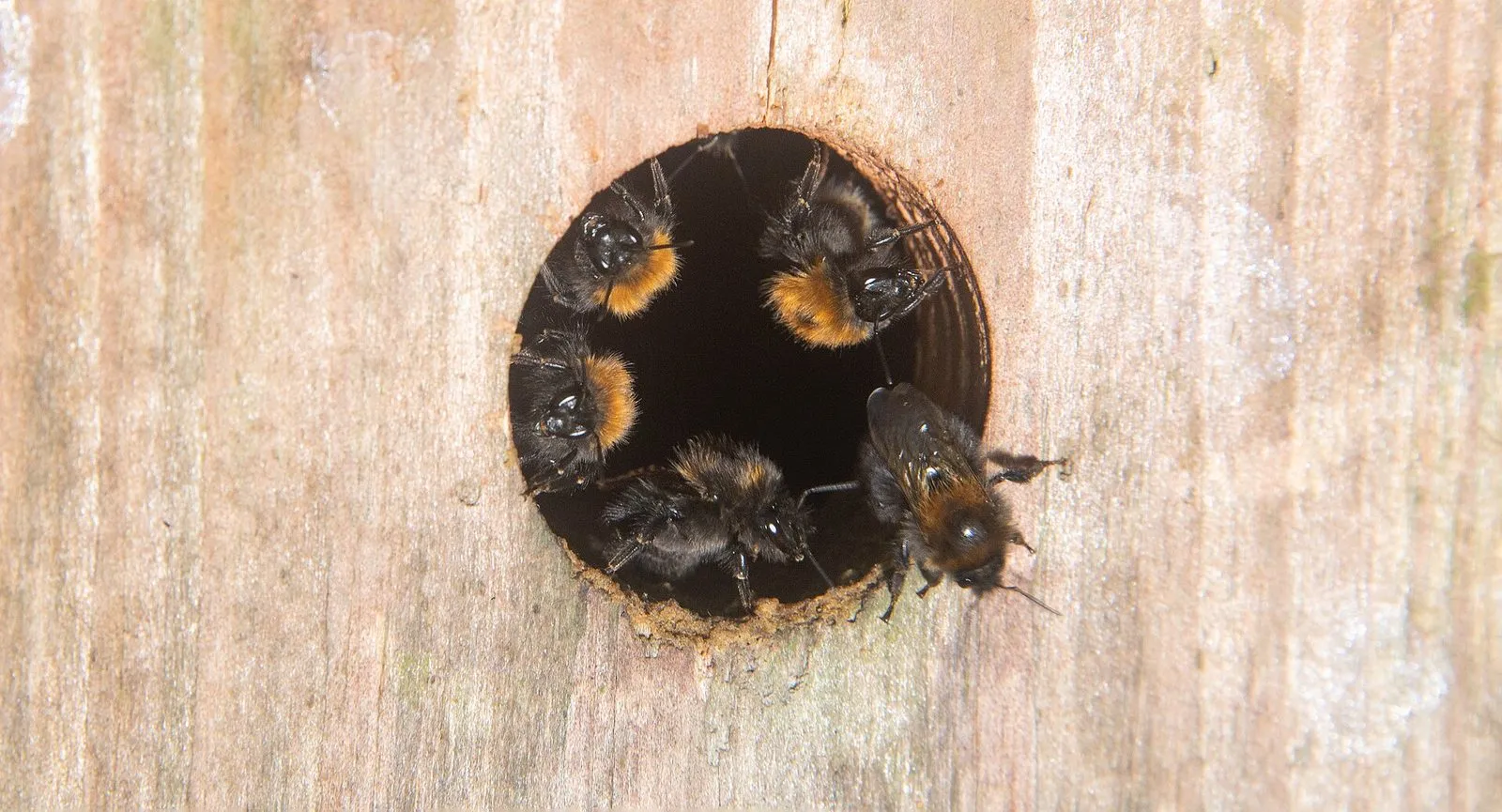 Plusieurs bourdons montant la garde à l'entrée ronde d'un vieux nichoir à oiseaux en bois, où ils ont installé leur nid