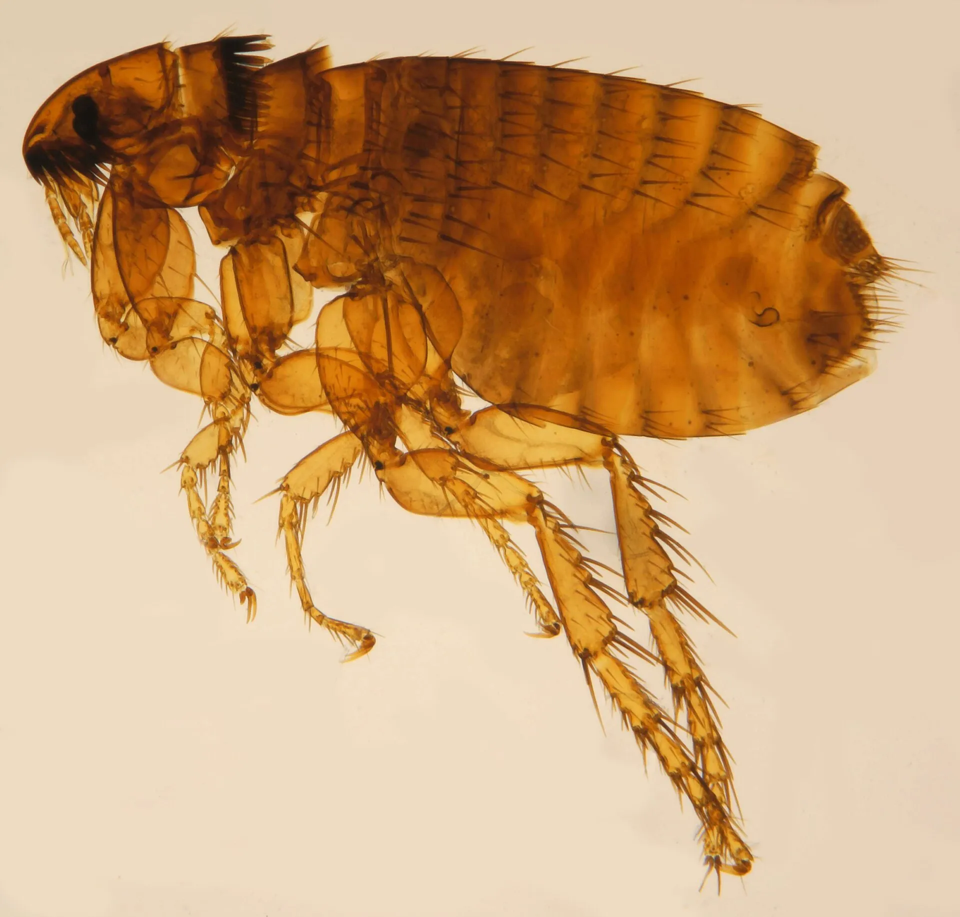Puce du chat femelle (Ctenocephalides felis) vue de profil au microscope, corps brun aplati et longues pattes arrière