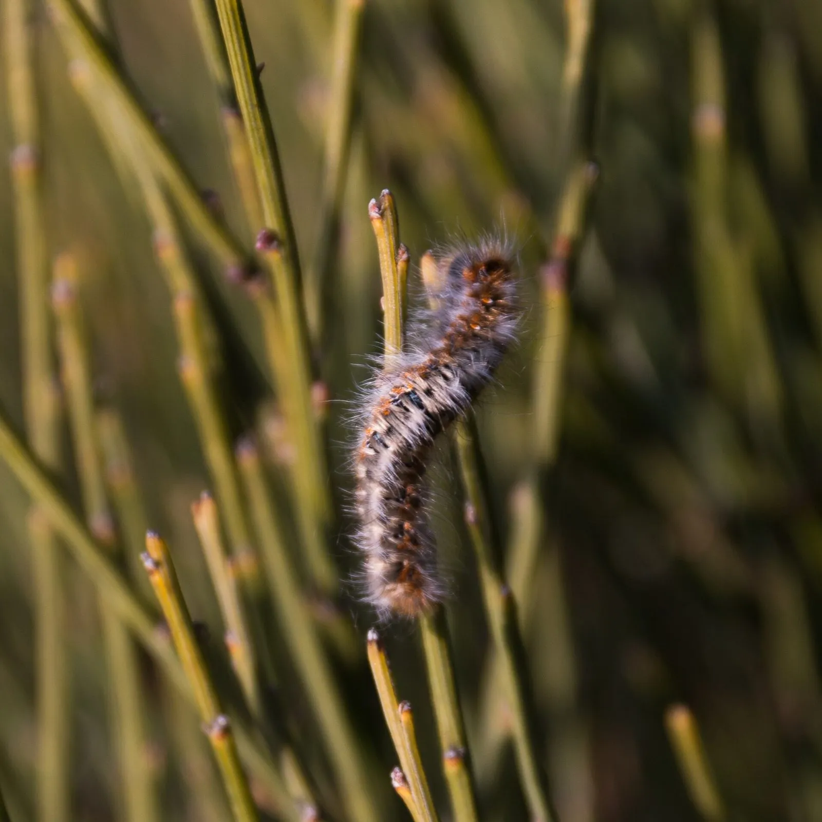 Chenille processionnaire du pin sur une tige : corps brun-gris couvert de longs poils, taches orangées sur le dos