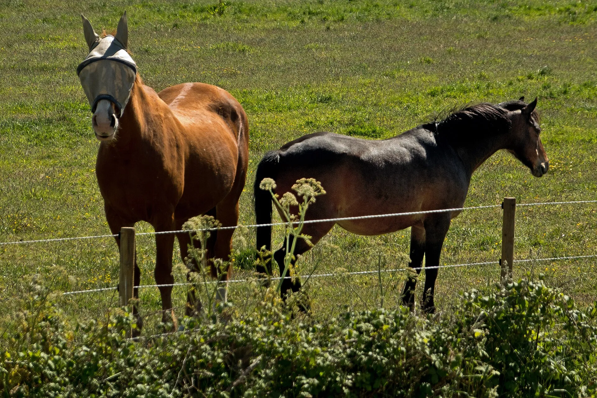Cheval alezan au pré, portant un masque anti-mouches en filet sur les yeux et les oreilles, à côté d'un cheval bai