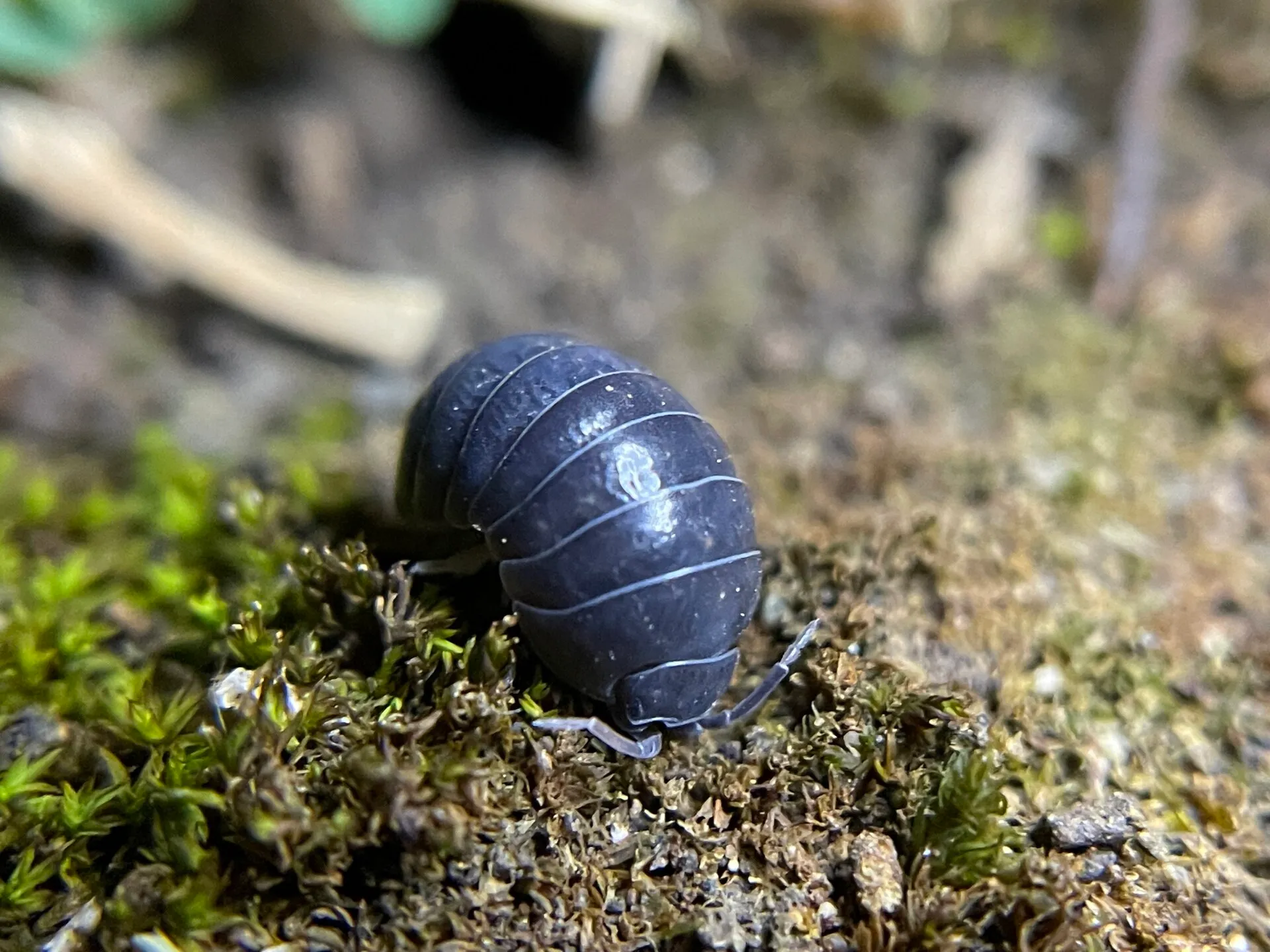 Cloporte commun Armadillidium vulgare gris ardoise, au corps bombé et lisse, sur de la mousse