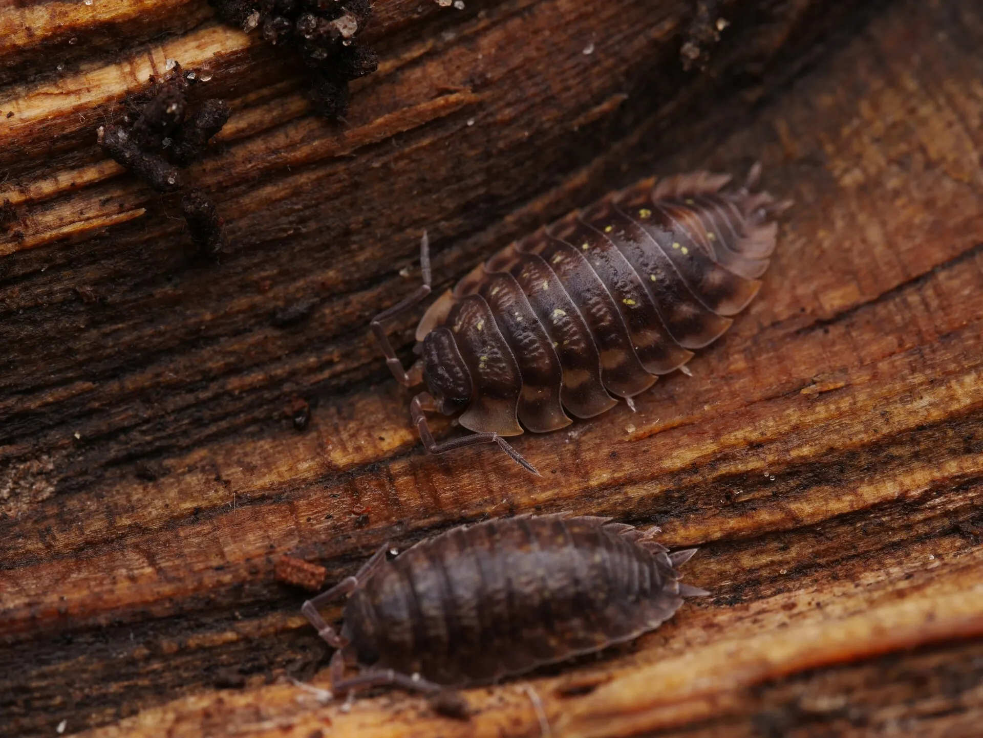 Deux cloportes Oniscus asellus, au corps large et brillant, sur du bois humide