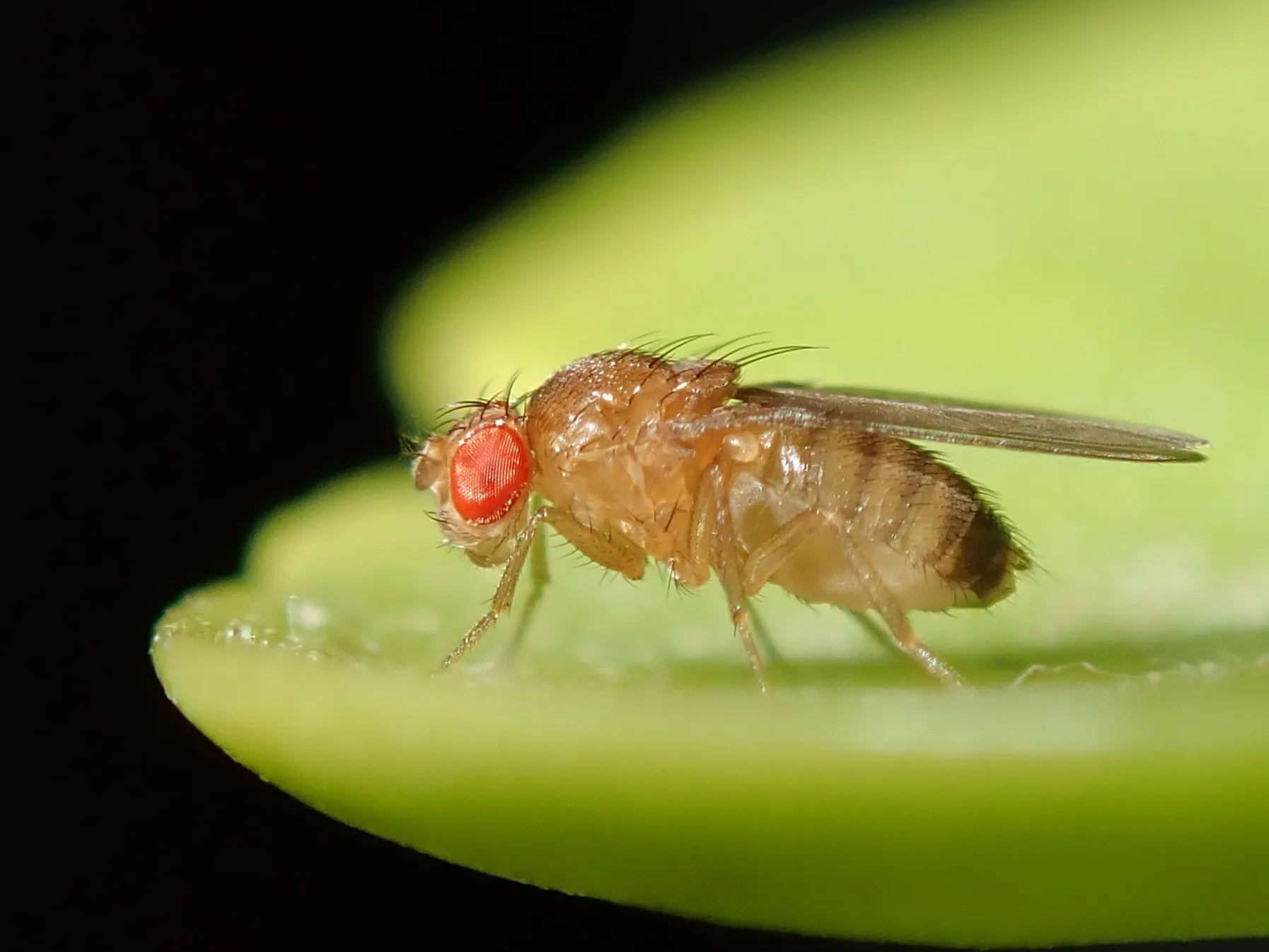 Drosophile, ou mouche à fruits, de profil : petit corps brun-beige et gros yeux rouges
