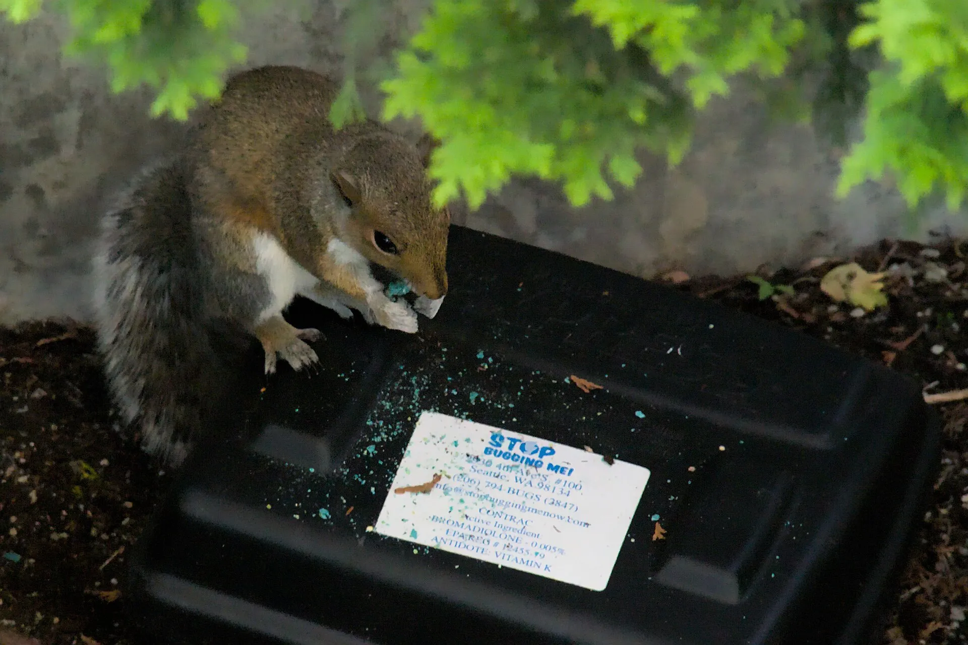 Un écureuil assis sur un poste d’appâtage noir tient et mange une tablette bleue de raticide