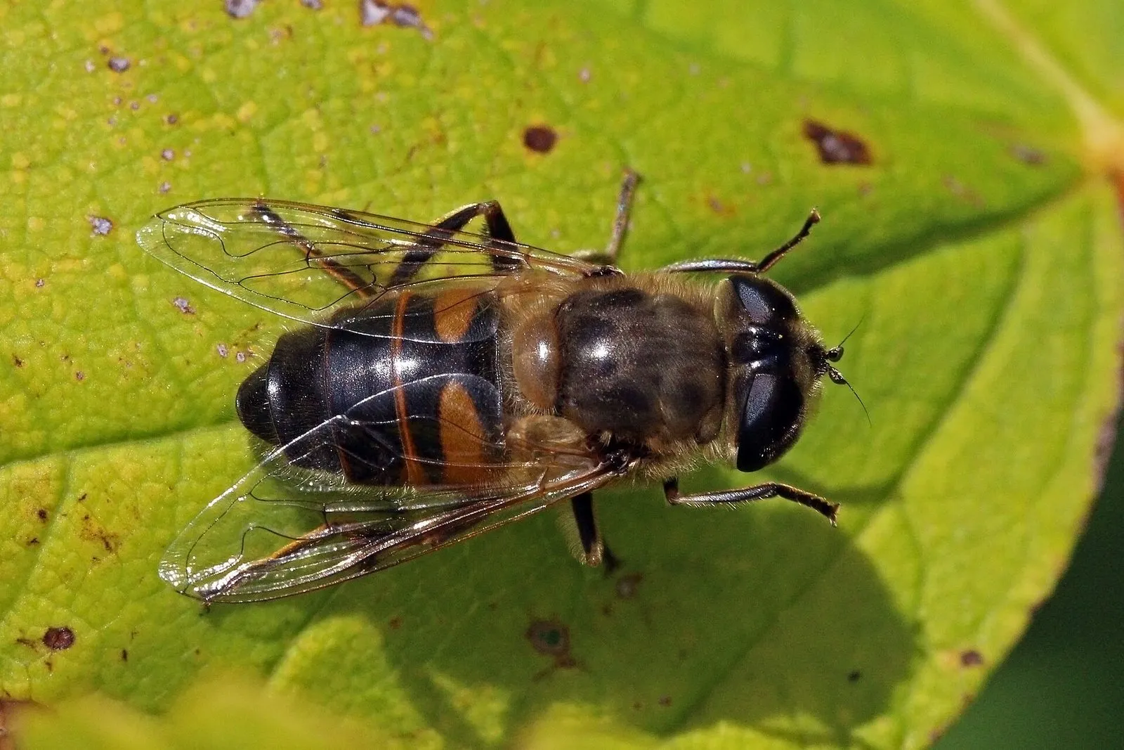 Éristale gluante posée sur une feuille : syrphe brun sombre et velu, abdomen marqué de taches orangées, gros yeux, une seule paire d'ailes