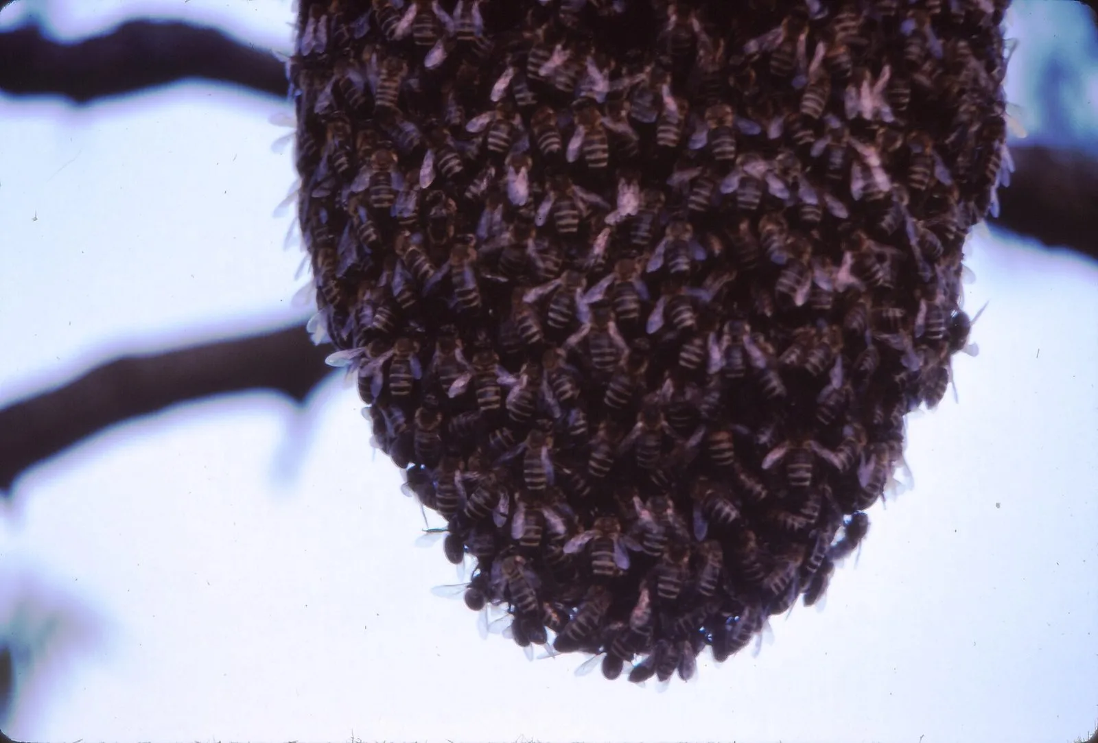 Essaim d'abeilles domestiques suspendu à une branche, en grappe compacte en forme de goutte