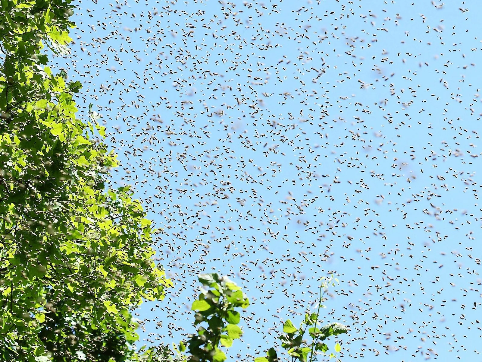 Nuée de milliers d'abeilles en vol dans le ciel bleu, au-dessus d'un arbre, juste avant que l'essaim se pose