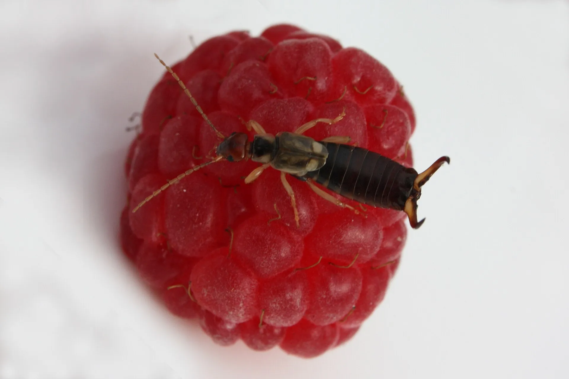 Perce-oreille mâle à la pince courbée posé sur une framboise mûre