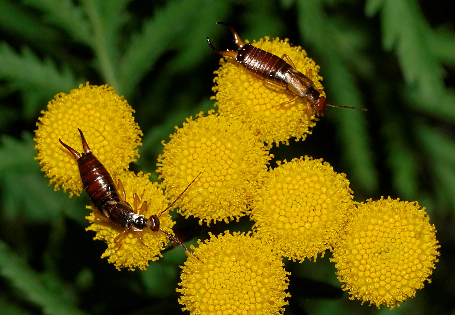 Deux perce-oreilles sur des fleurs jaunes de tanaisie : un mâle à la pince courbée et une femelle à la pince presque droite
