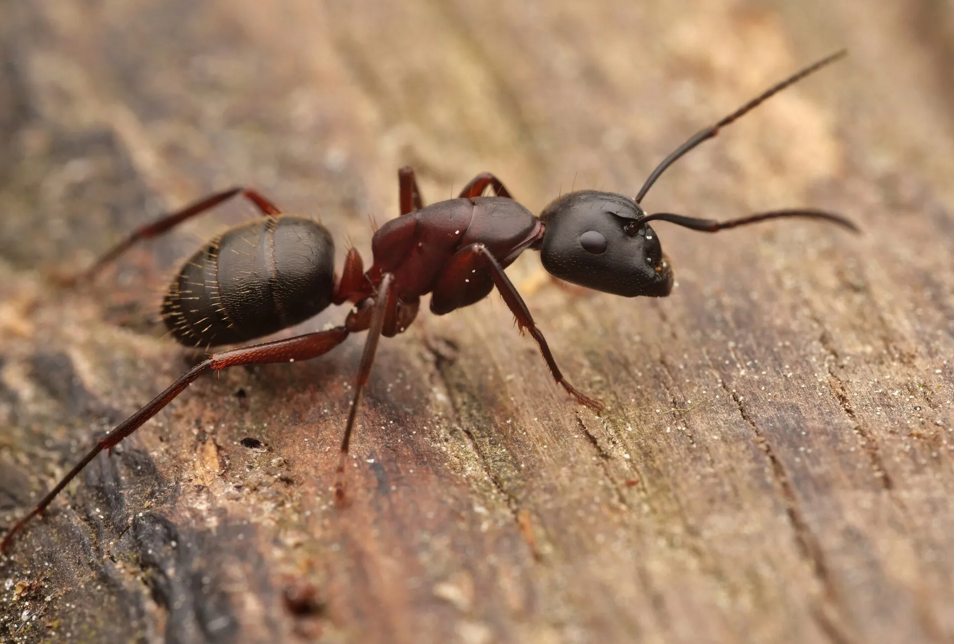 Grande fourmi charpentière sur du bois : tête et abdomen noirs, thorax et pattes rouge sombre, longues antennes coudées