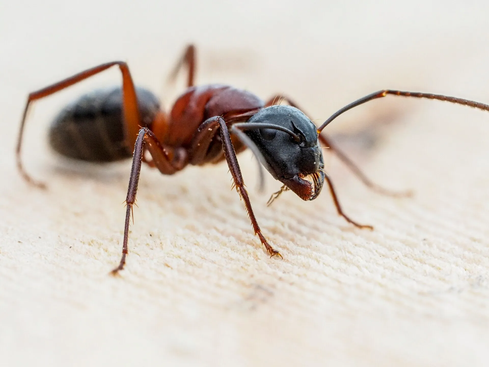 Fourmi charpentière sur du bois clair : grande fourmi à tête et abdomen noirs, thorax et pattes brun-rouge