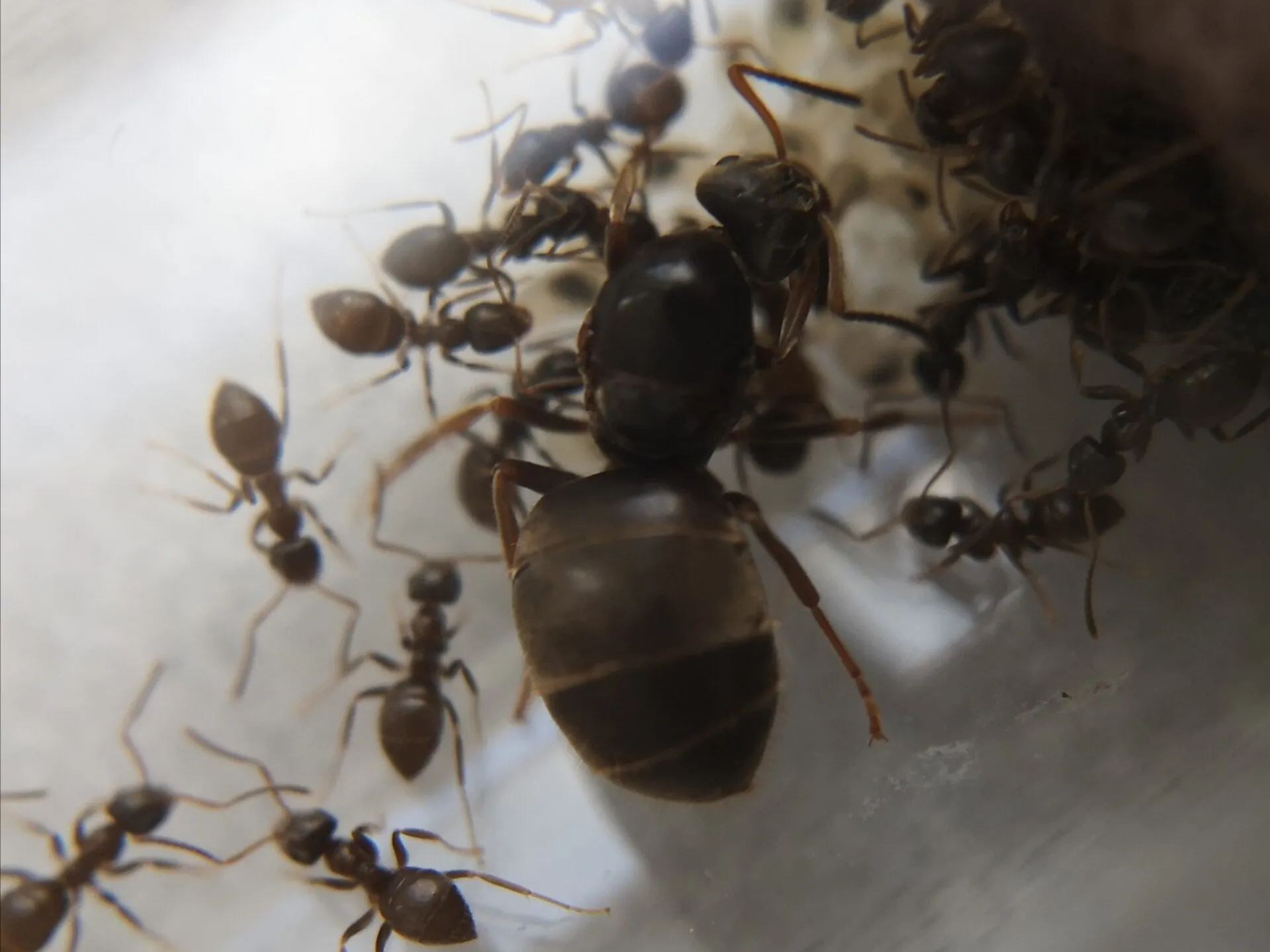 Grosse reine de fourmi noire des jardins entourée de nombreuses ouvrières plus petites