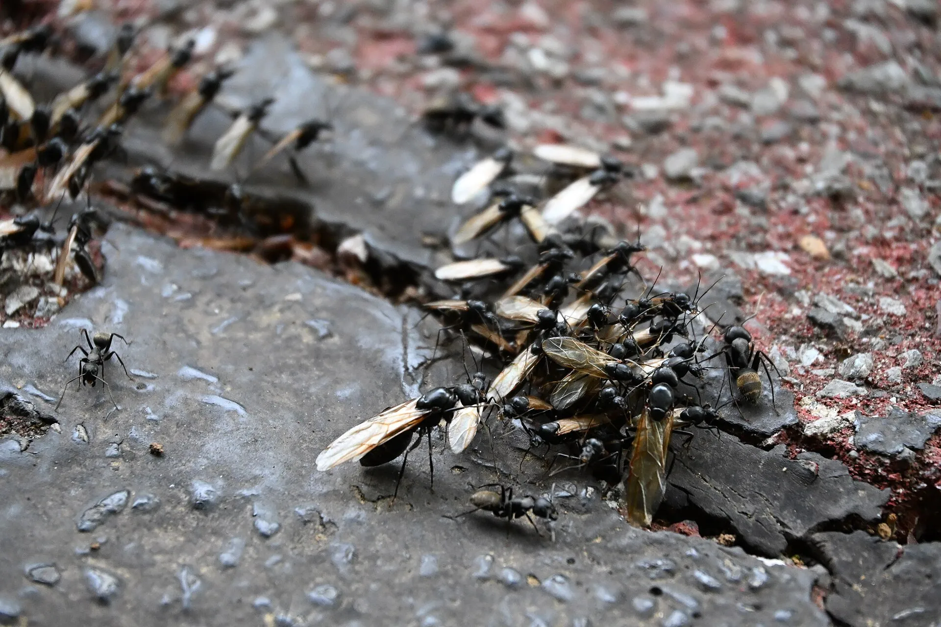 Fourmis noires ailées et ouvrières sans ailes rassemblées à la sortie d'une fissure dans un revêtement de sol