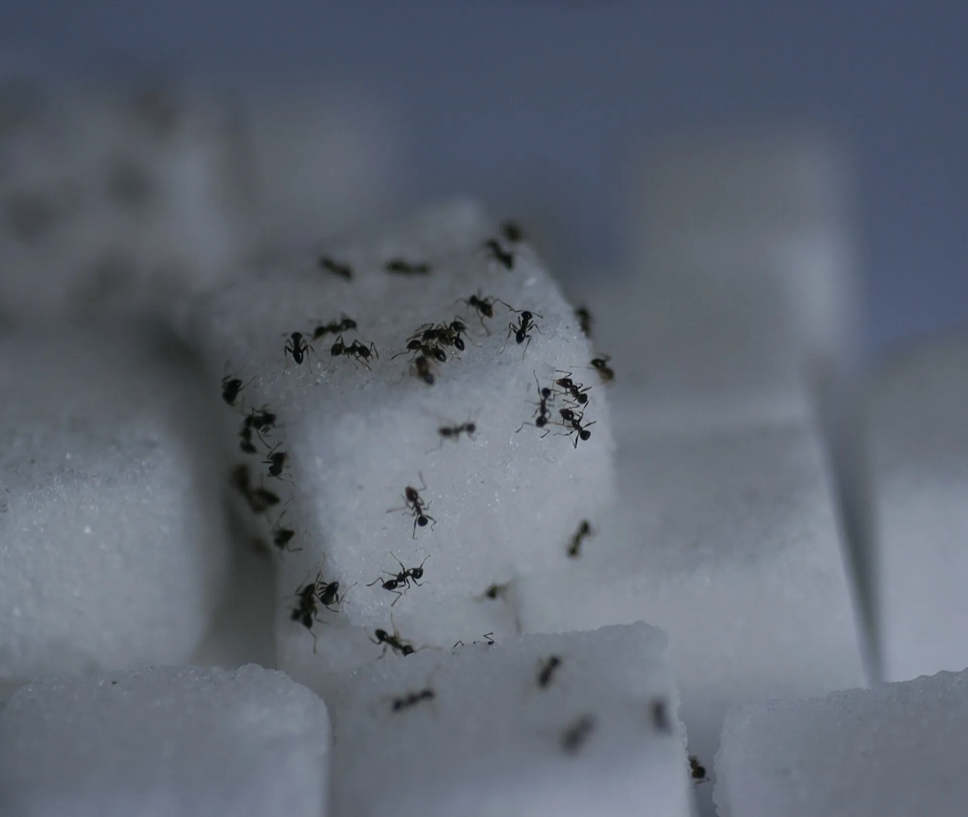 Petites fourmis noires qui courent sur des morceaux de sucre