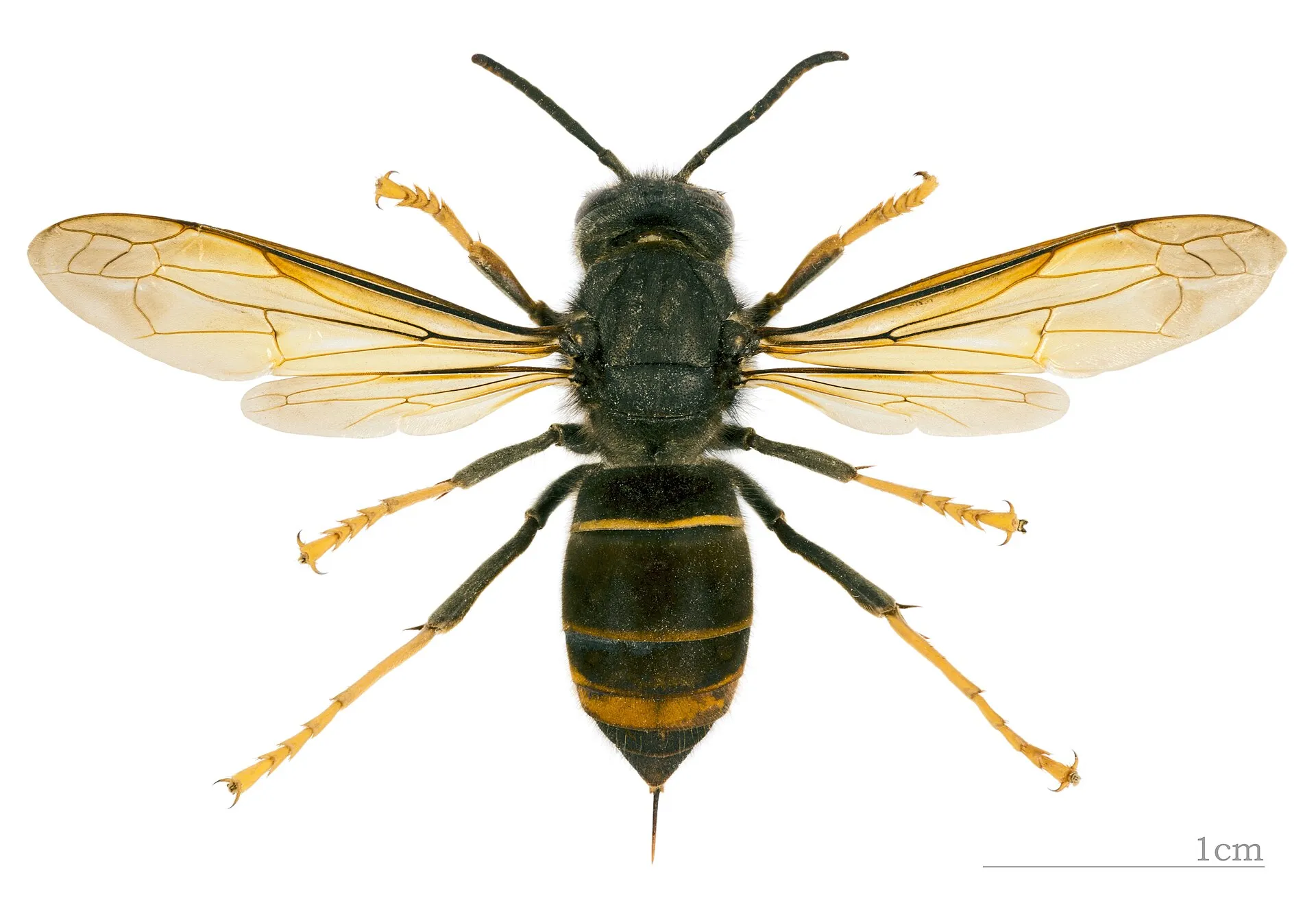 Spécimen de frelon asiatique vu de dessus avec une échelle de 1 cm : thorax noir, abdomen sombre à bande orange, pattes jaunes au bout