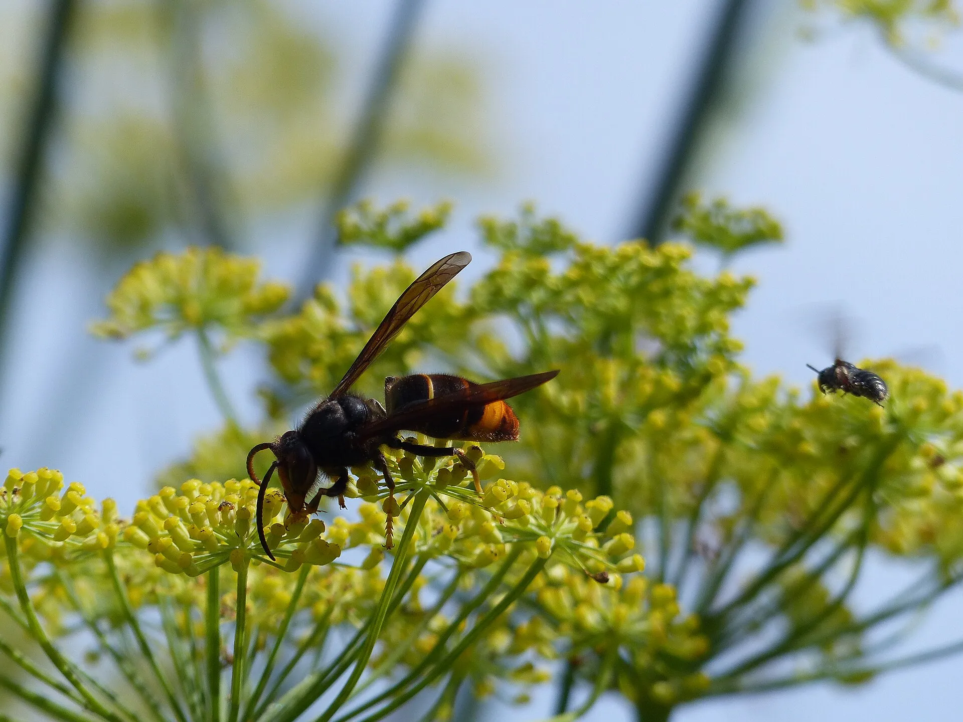 Frelon asiatique posé sur des fleurs d'aneth : corps noir, une large bande orange sur l'abdomen, pattes aux extrémités jaunes