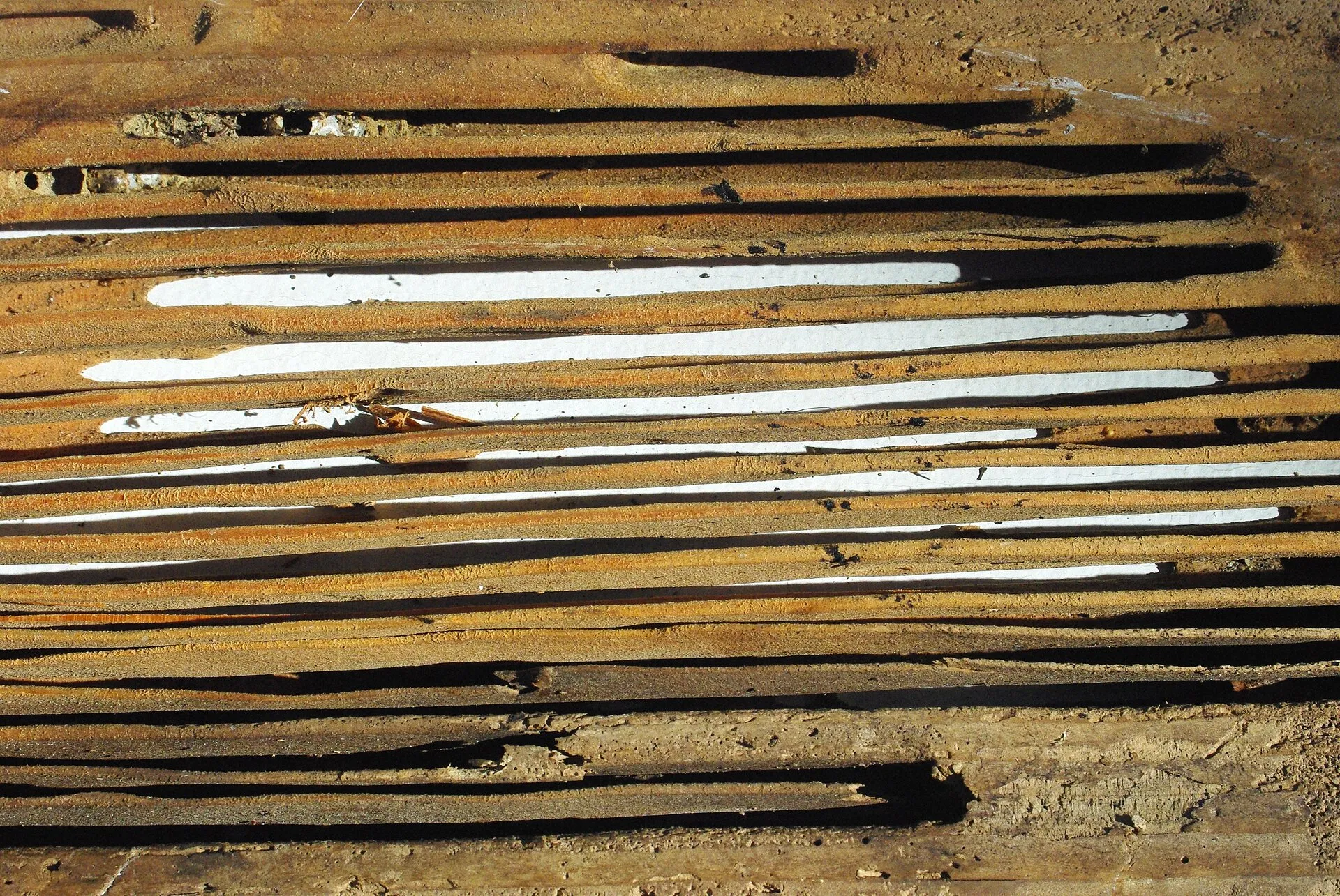 Planche de bois creusée de longues galeries parallèles par des fourmis charpentières