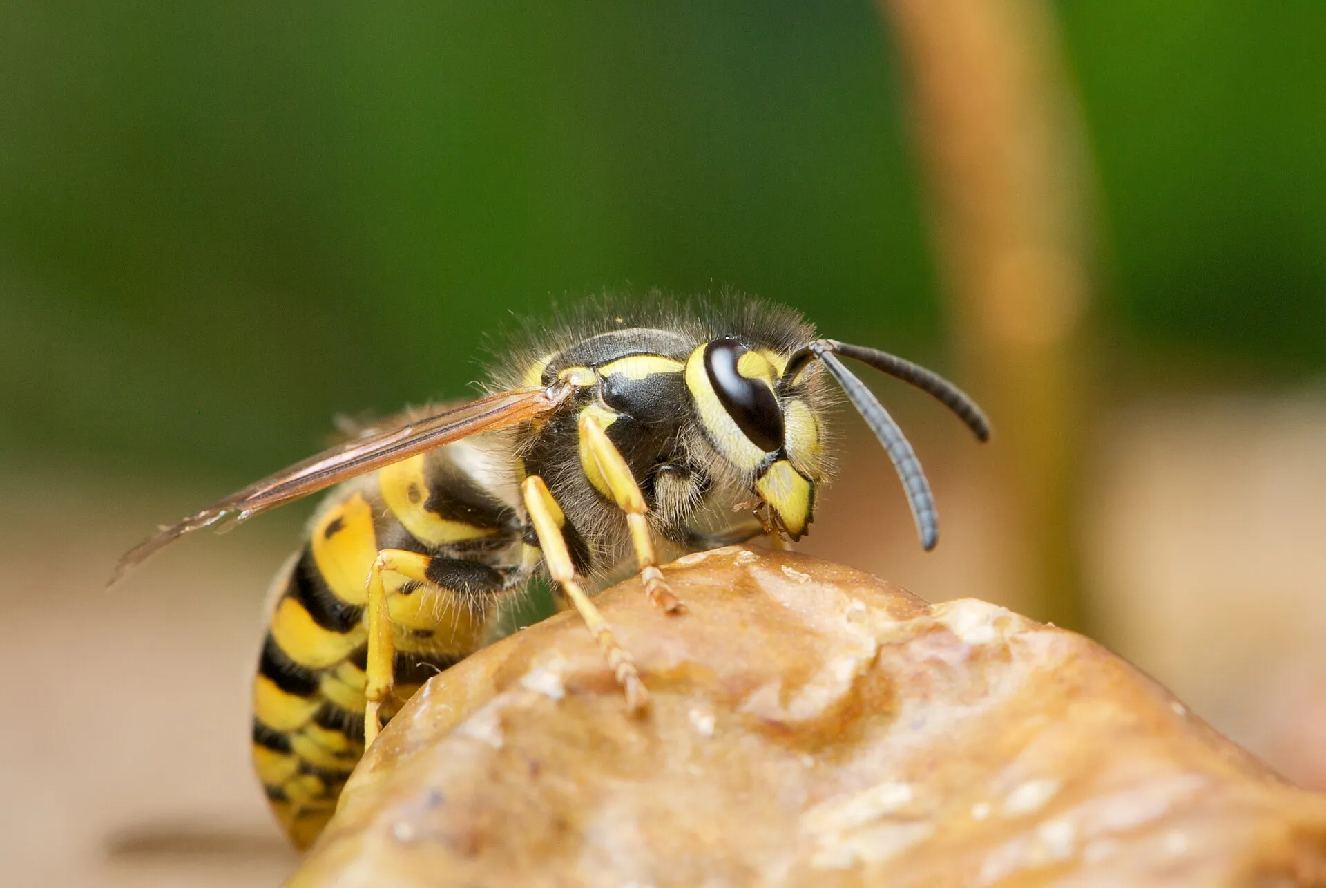 Guêpe germanique posée sur un fruit tombé : abdomen jaune vif rayé de noir, face jaune, antennes noires