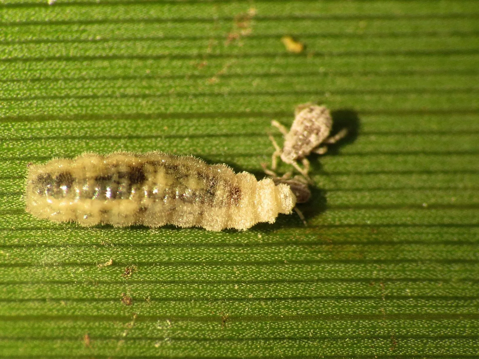 Larve de syrphe, sorte de petit asticot beige translucide sans pattes, en train de s'attaquer à un puceron sur une feuille
