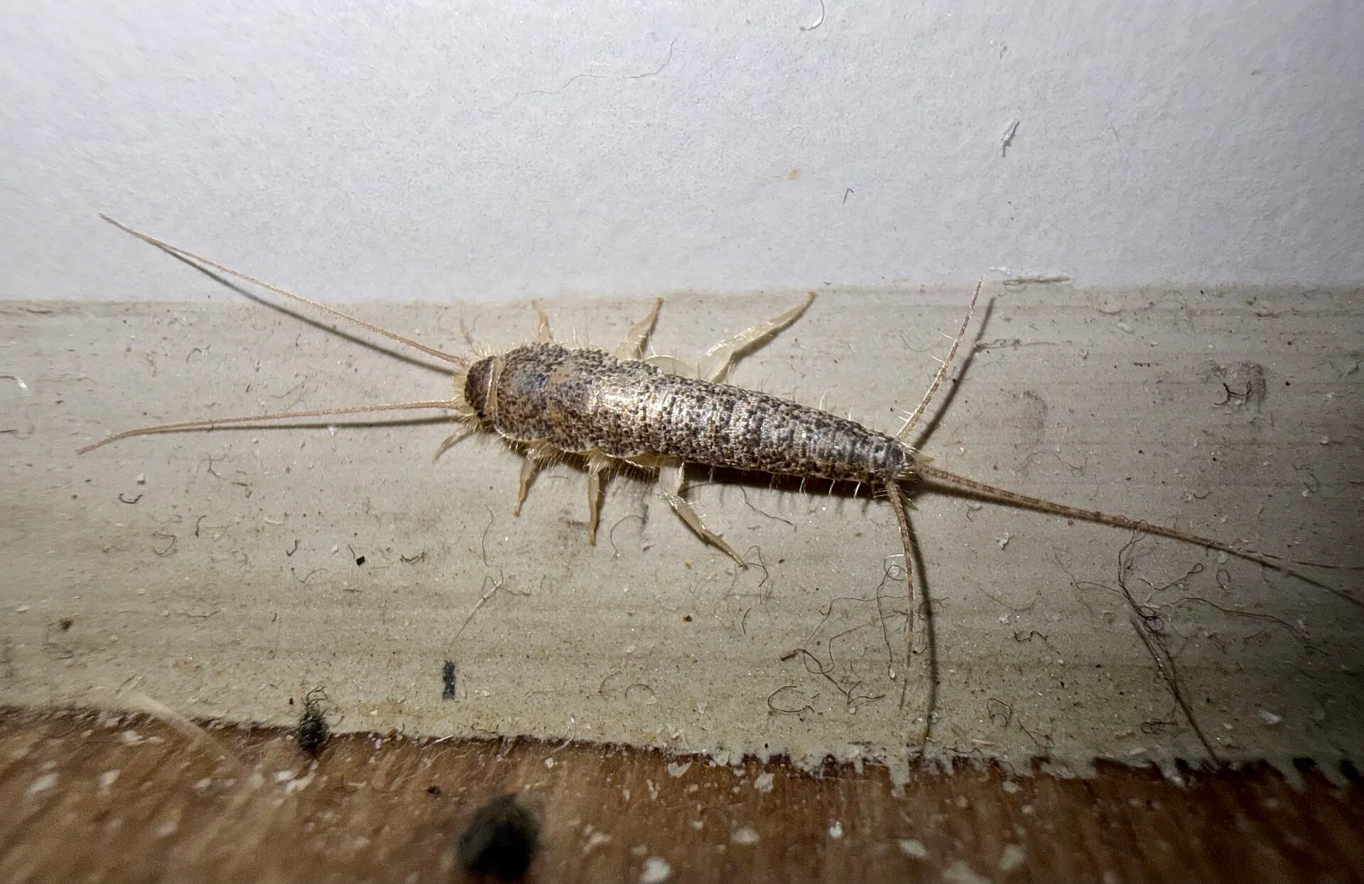 Lépisme gris sur une plinthe : corps allongé gris-brun moucheté, antennes et trois filaments arrière presque aussi longs que le corps