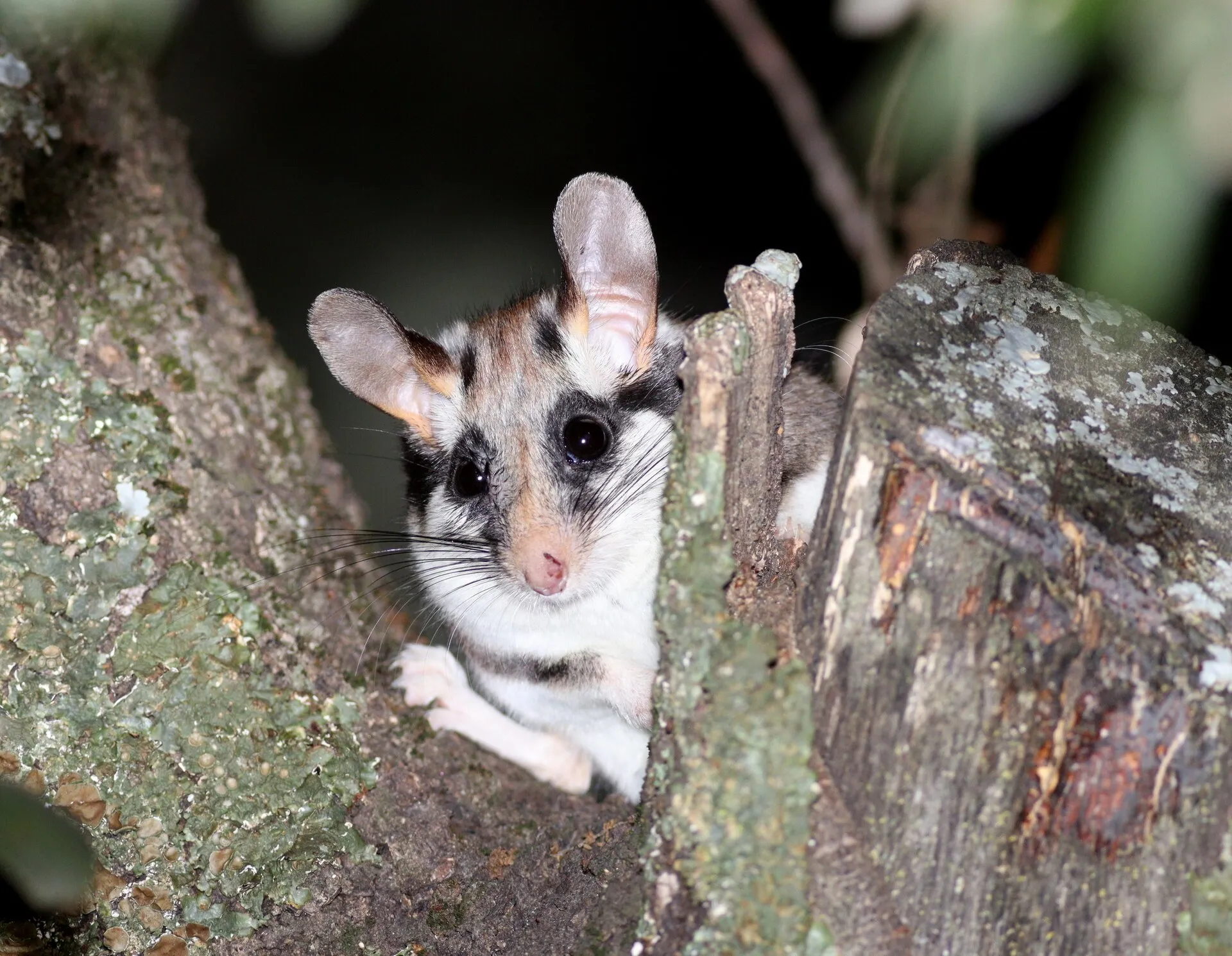 Lérot sortant la tête d'un creux d'arbre : masque noir autour des yeux, grandes oreilles, ventre blanc