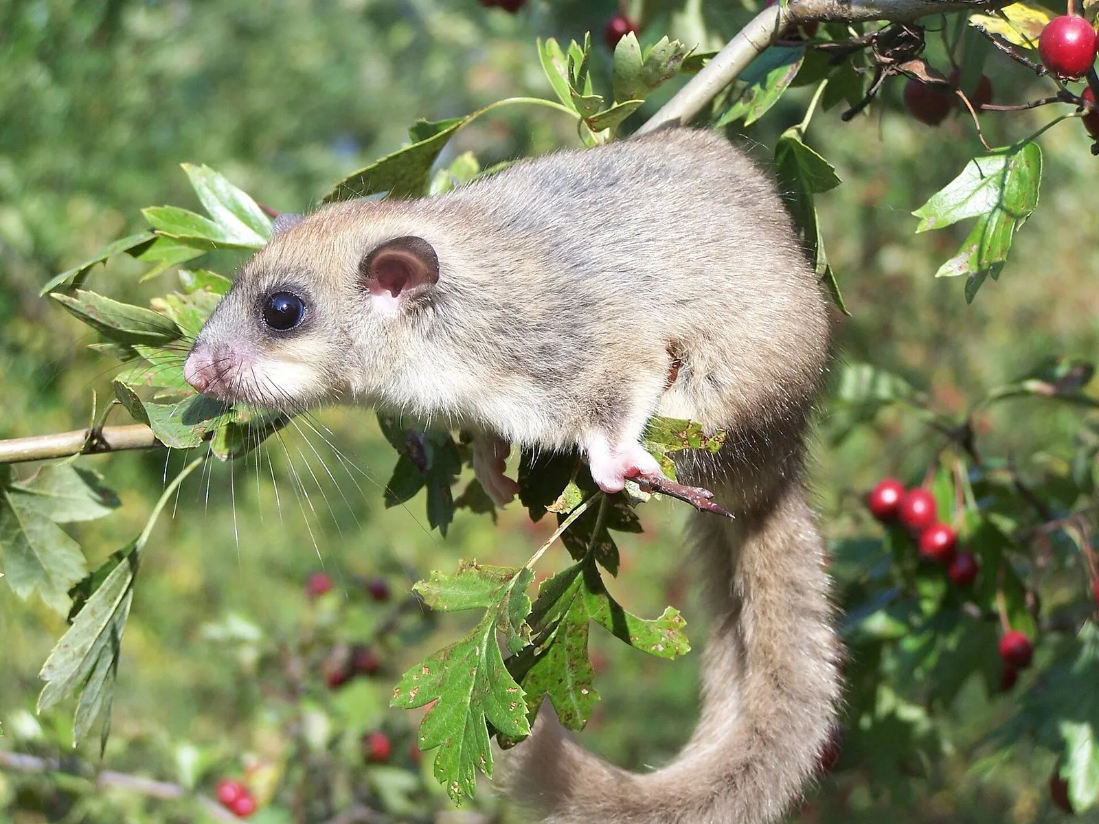 Loir gris sur une branche d'aubépine chargée de baies rouges : pelage gris, gros yeux noirs, longue queue touffue