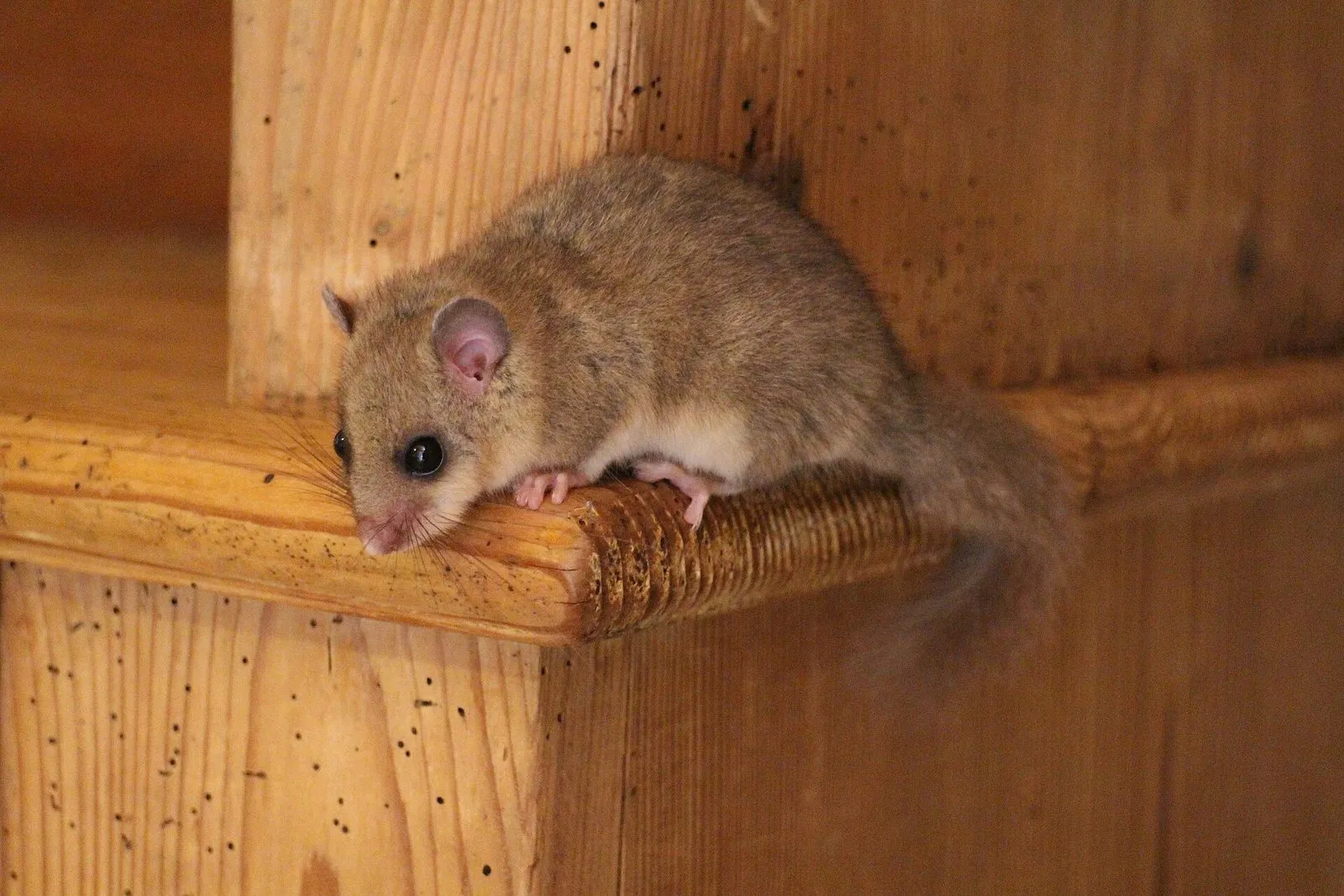 Loir gris sur un meuble en bois à l'intérieur d'une maison : pelage gris uniforme, sans masque noir, gros yeux sombres