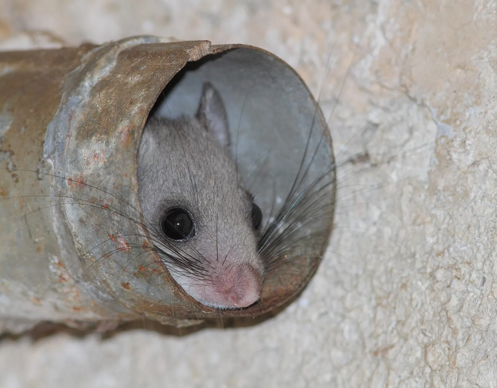 Loir gris passant la tête par l'extrémité d'un tuyau métallique dans un mur, longues moustaches et gros yeux noirs