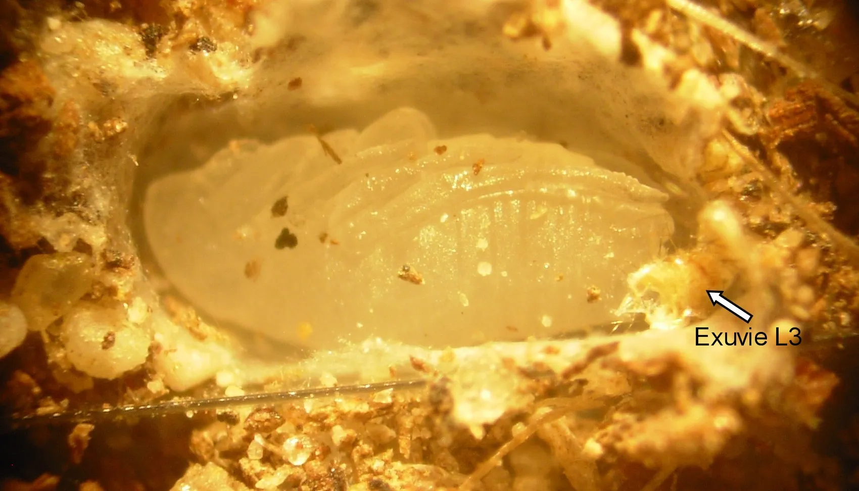 Cocon de puce du chat ouvert, vu à la loupe : la nymphe blanche est visible à l'intérieur, entourée de soie et de grains de poussière