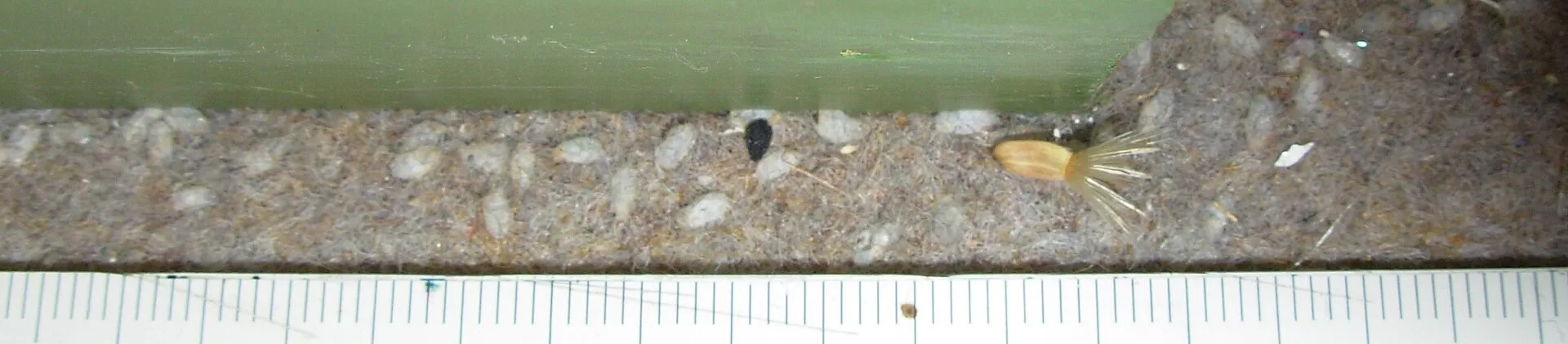 Cocons de puces du chat alignés le long d'une plinthe, couverts de poussière et difficiles à distinguer des saletés du sol