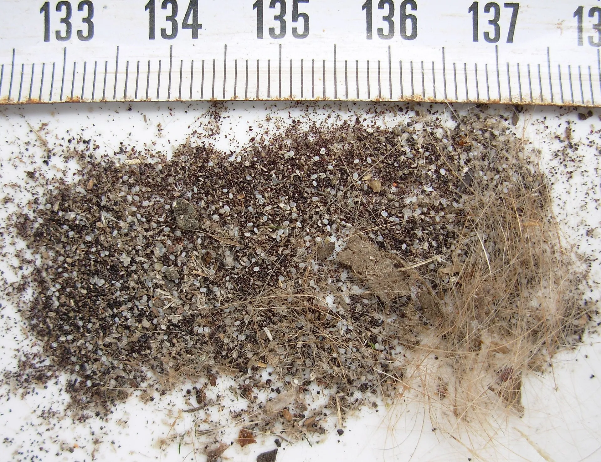 Œufs de puce, petits grains blancs et ovales, mêlés à des déjections de puces noires, tels qu'on les trouve dans le couchage d'un animal