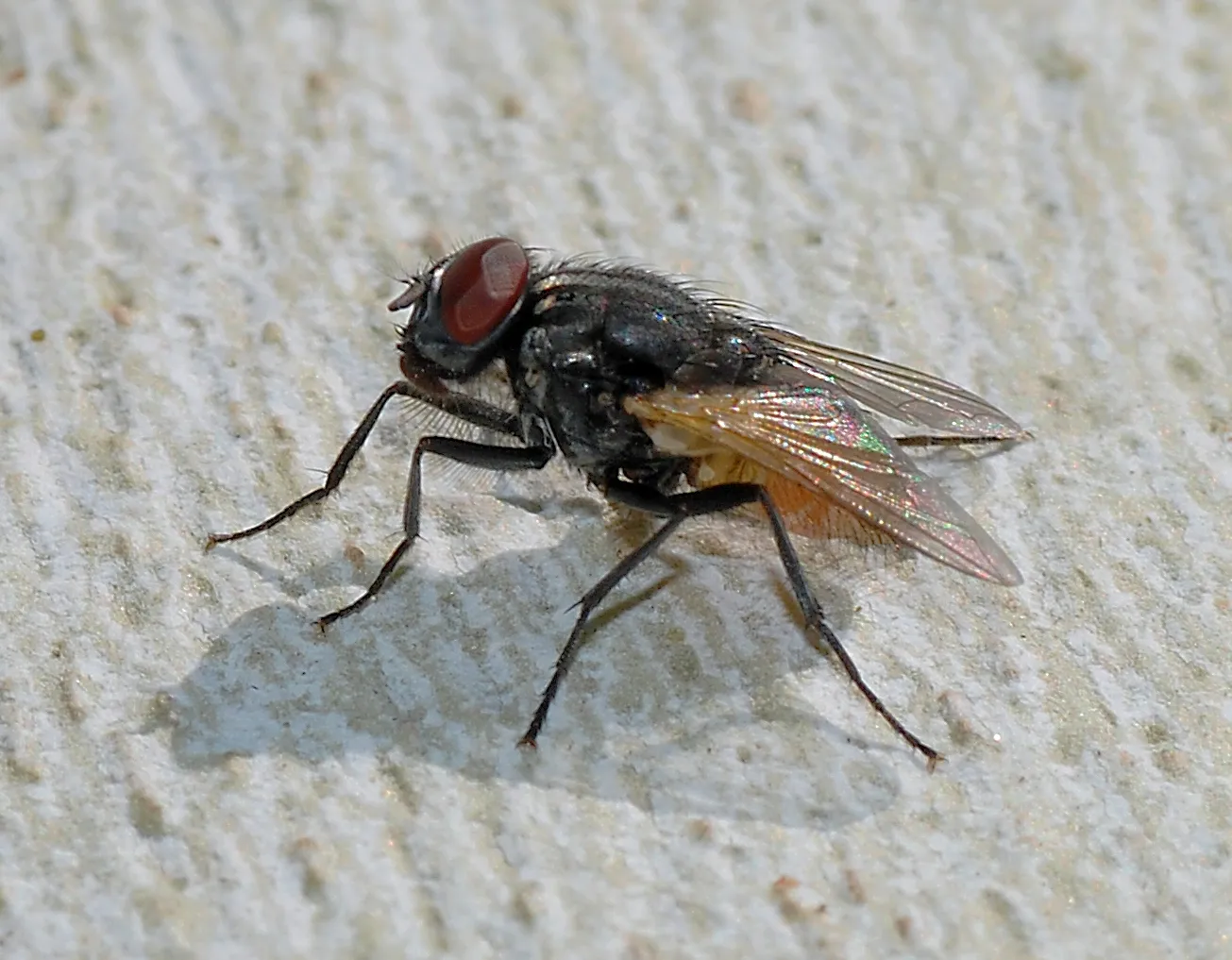 Mouche domestique posée sur un mur clair : corps gris et noir, yeux rouge sombre, ailes transparentes