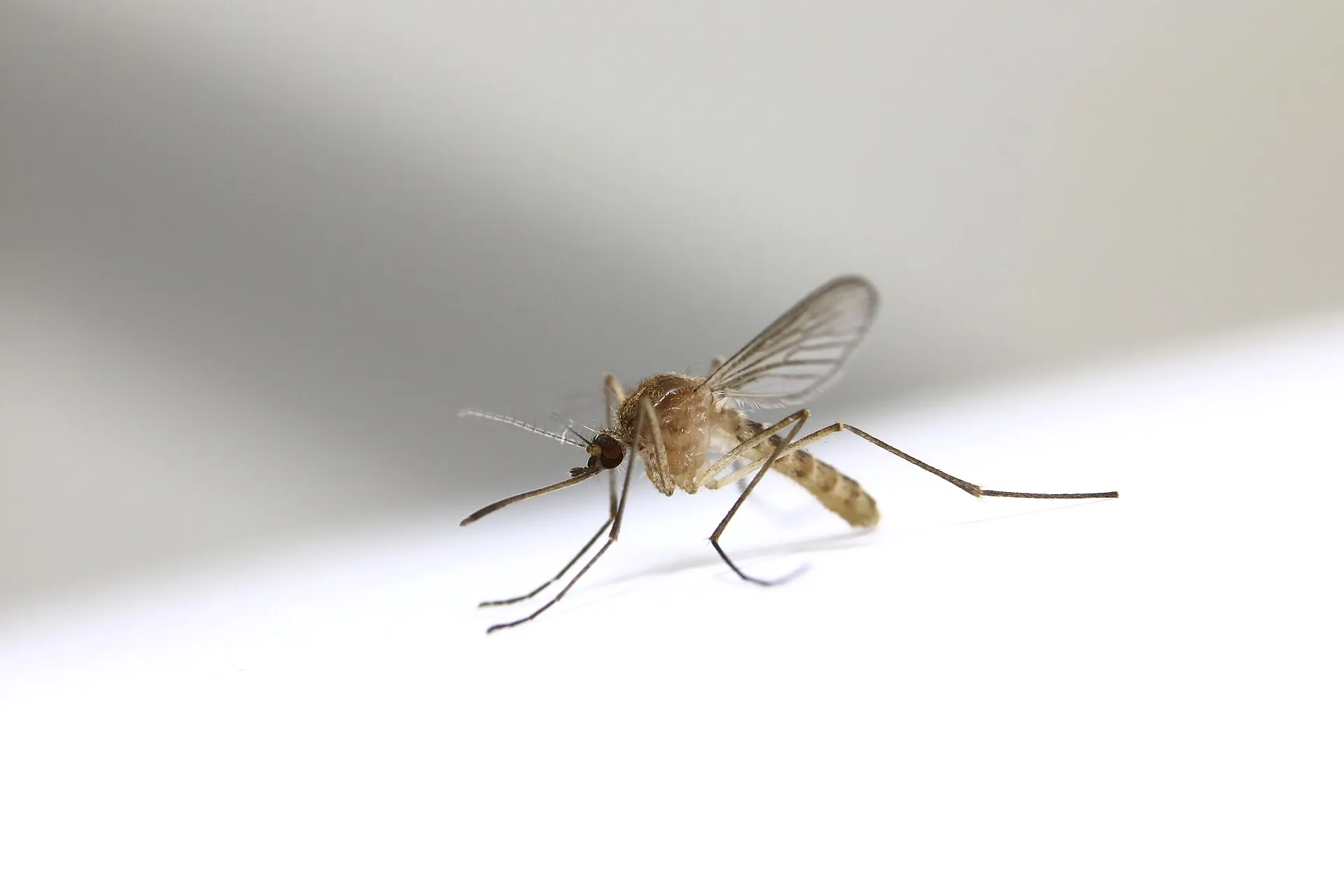 Moustique commun du genre Culex posé sur une surface blanche : corps brunâtre sans rayures noir et blanc
