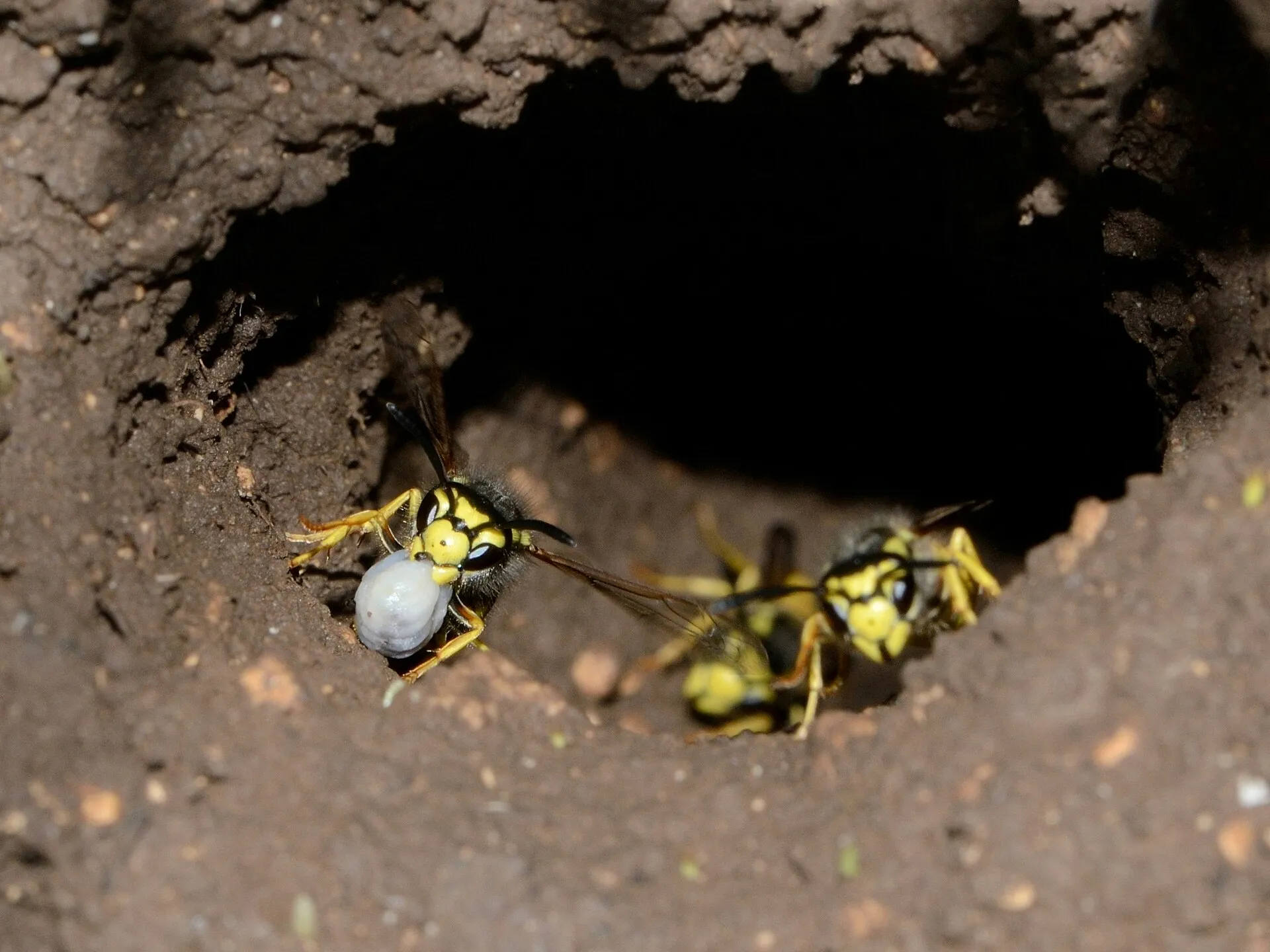 Entrée d'un nid de guêpes germaniques creusé dans le sol, avec des ouvrières à l'entrée du trou