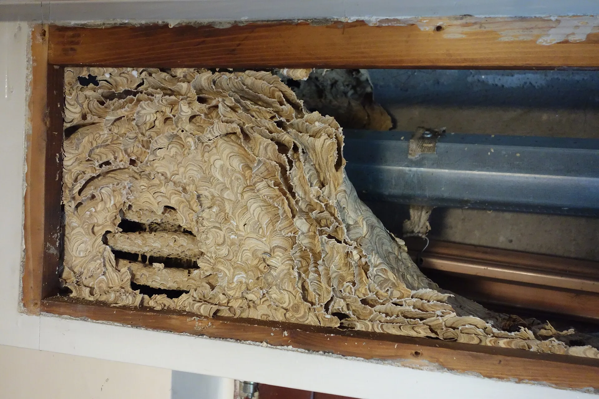 Nid de guêpes abandonné dans un caisson de volet roulant ouvert : masse grise d'aspect papier, en couches ondulées