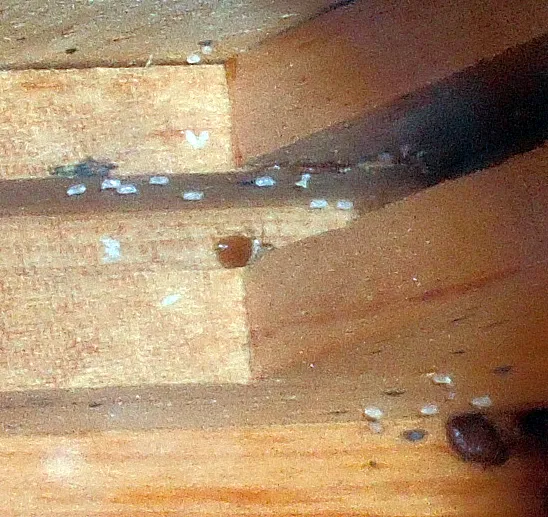 Groupes de petits œufs blancs de punaises de lit et deux punaises adultes dans le recoin en bois d'une commode placée près d'un lit