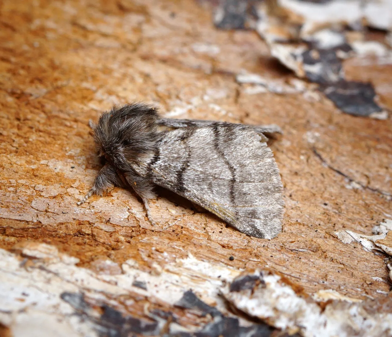 Papillon de la processionnaire du chêne posé sur du bois : papillon de nuit gris-brun, ailes rayées de bandes sombres